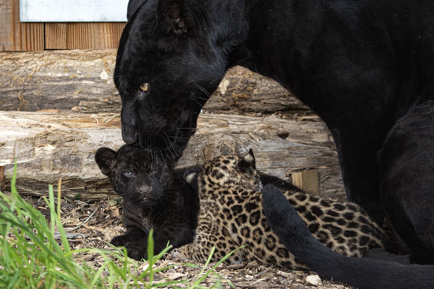 Les deux bébés jaguars sont nés au parc animalier Parrot World de Crécy-la-Chapelle (Seine-et-Marne) début avril. Après avoir été soignés pendant plusieurs semaines, afin de s'assurer de leur bonne santé, ils sont enfin présentés au public. Chloé Gourdon/Omega Tropical Park