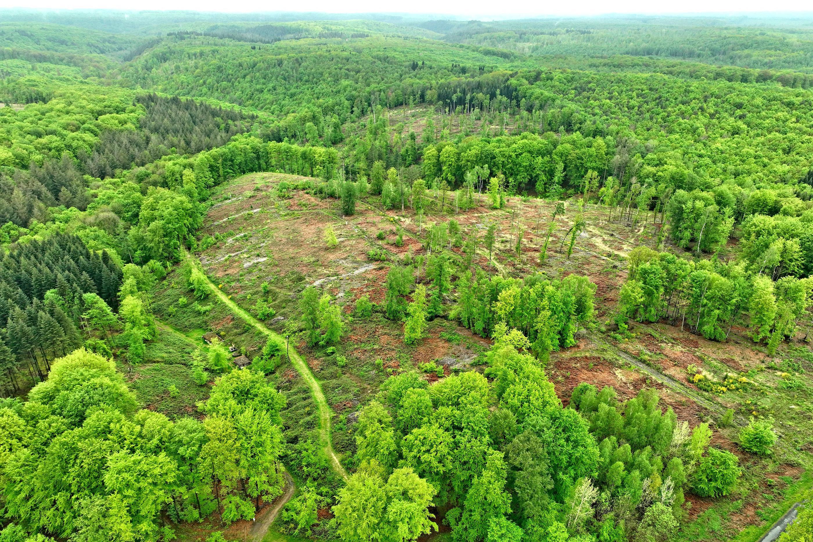 Lachalade (Meuse), le 11 mai. L'ONF a le projet de replanter des arbres au Ravin du Génie dans la forêt de la Haute Chevauchée. PhotoPQR/L'Est Républicain/Fréderic Mercenier