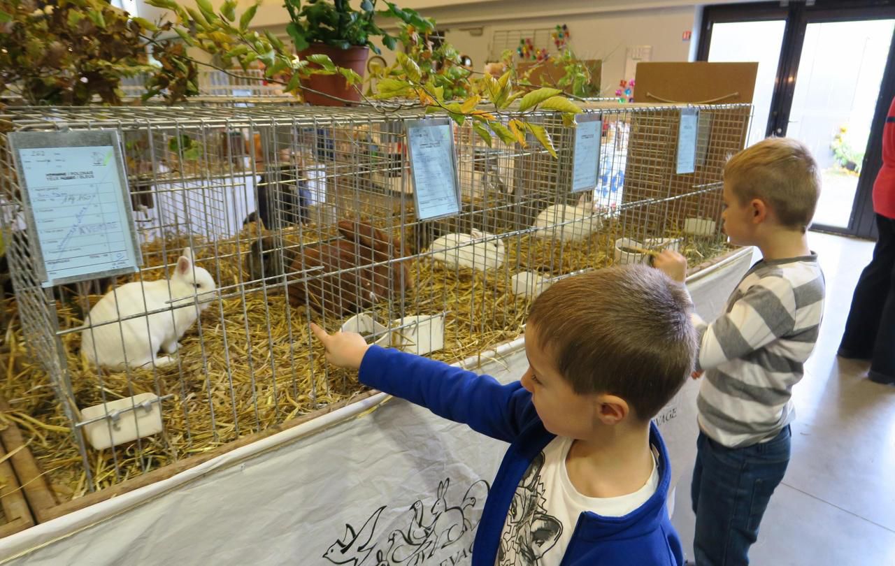 <b></b> Brie-Comte-Robert, ce samedi. Clément, en bleu, et Sasha se sont régalés avec les nombreux animaux présents au 17e mini-salon de l’agriculture de Brie.. 