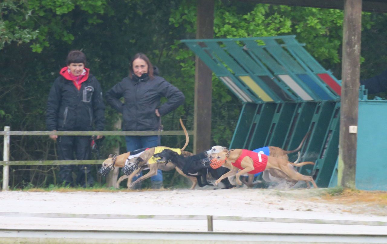 <b></b> Liverdy-en-Brie. Les courses de lévriers seront ouvertes au pari mutuel.