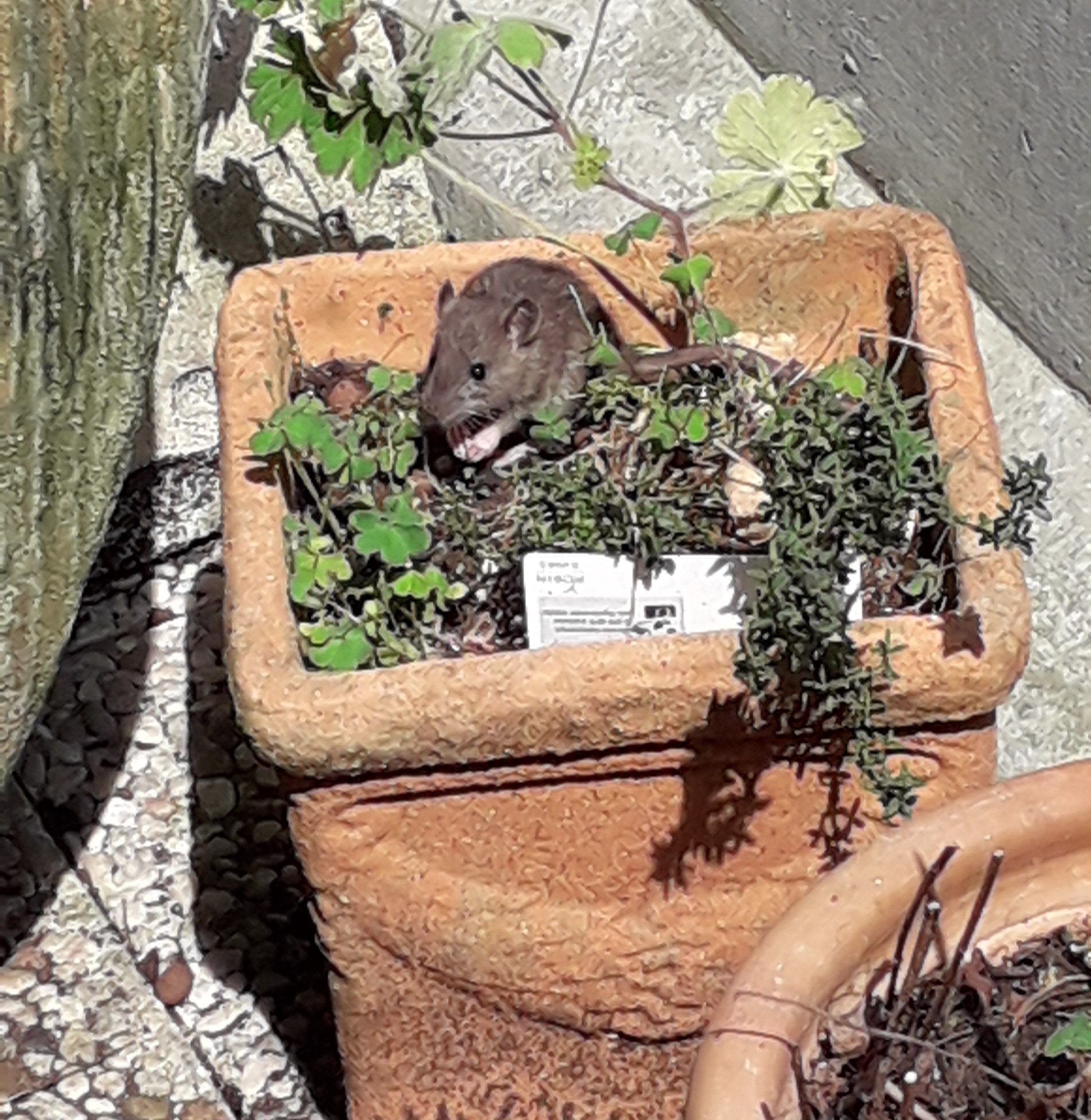 Antony (Hauts-de-Seine), le 31 août. Les locataires de plusieurs résidences gérées par le bailleur social Hauts-de-Bièvre Habitat voient régulièrement leurs espaces verts et leurs sous-sols envahis par les rats depuis trois ans. DR
