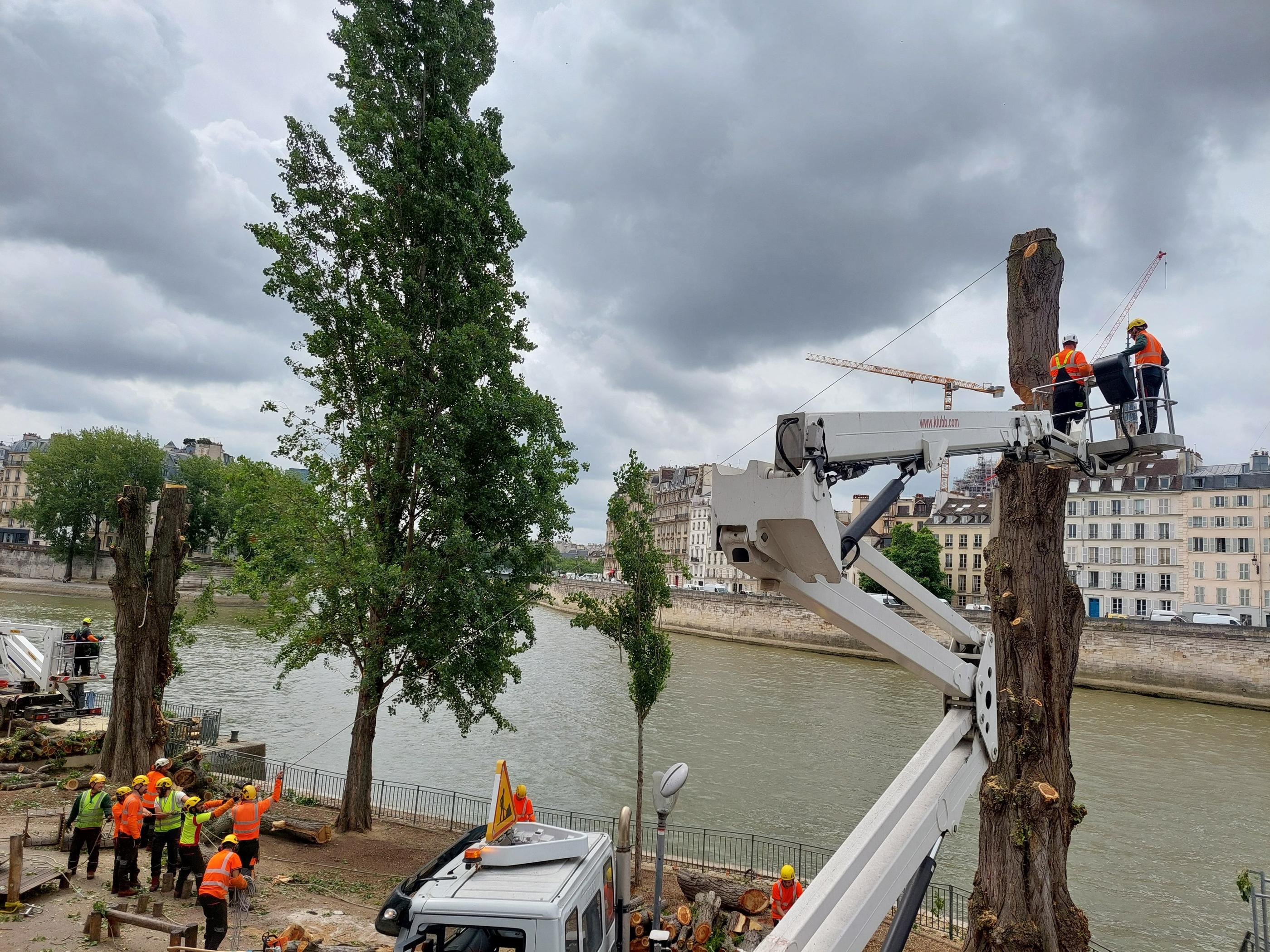 Paris. Trois peupliers ont été abattus le long des quais de Seine ce mercredi 3 juillet, sous les yeux interloqués des passants. Une expertise a conclu que ces arbres "malades" présentaient un risque de sécurité. LP/Vincent Mongaillard