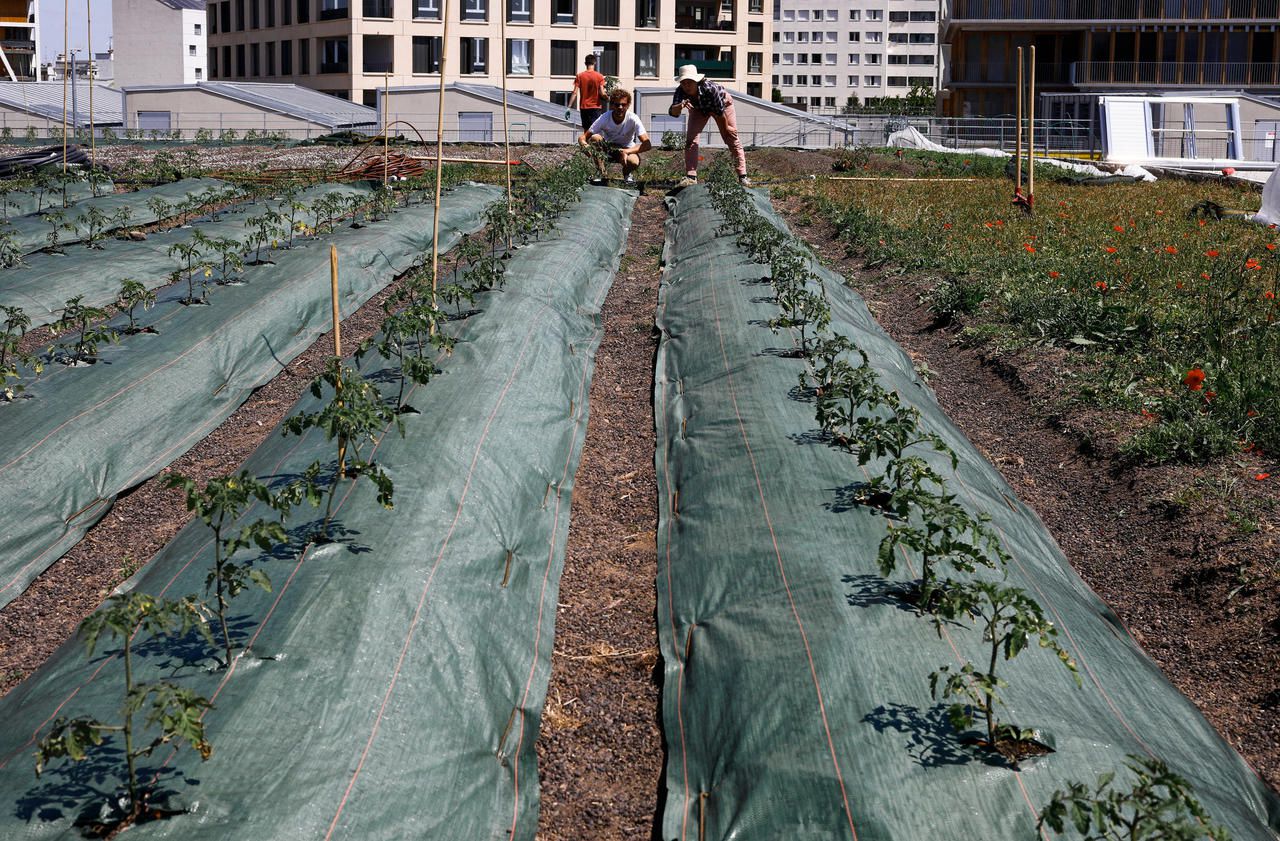 Une ferme urbaine sur des toits de Paris dans le XVIIIe arrondissement. LP/Olivier Corsan