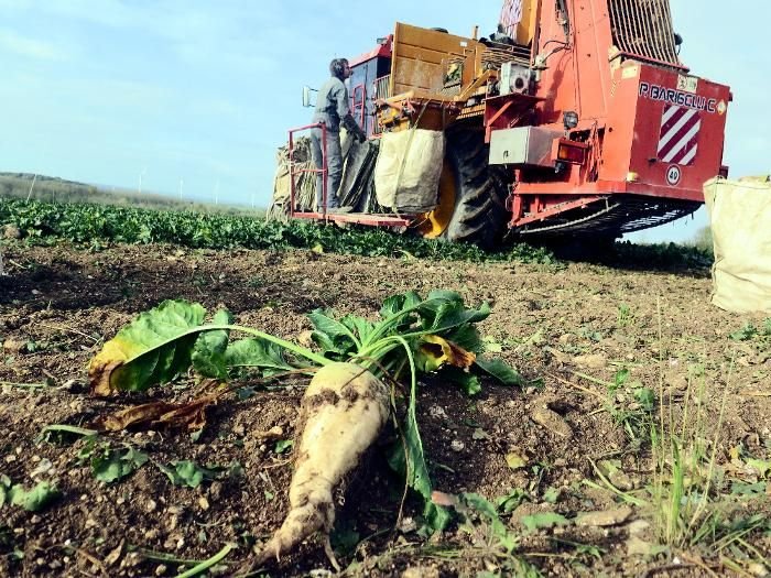 À la demande des industriels du sucre, les exploitants qui cultivent la betterave se tournent vers le bio. LP/Élie Julien