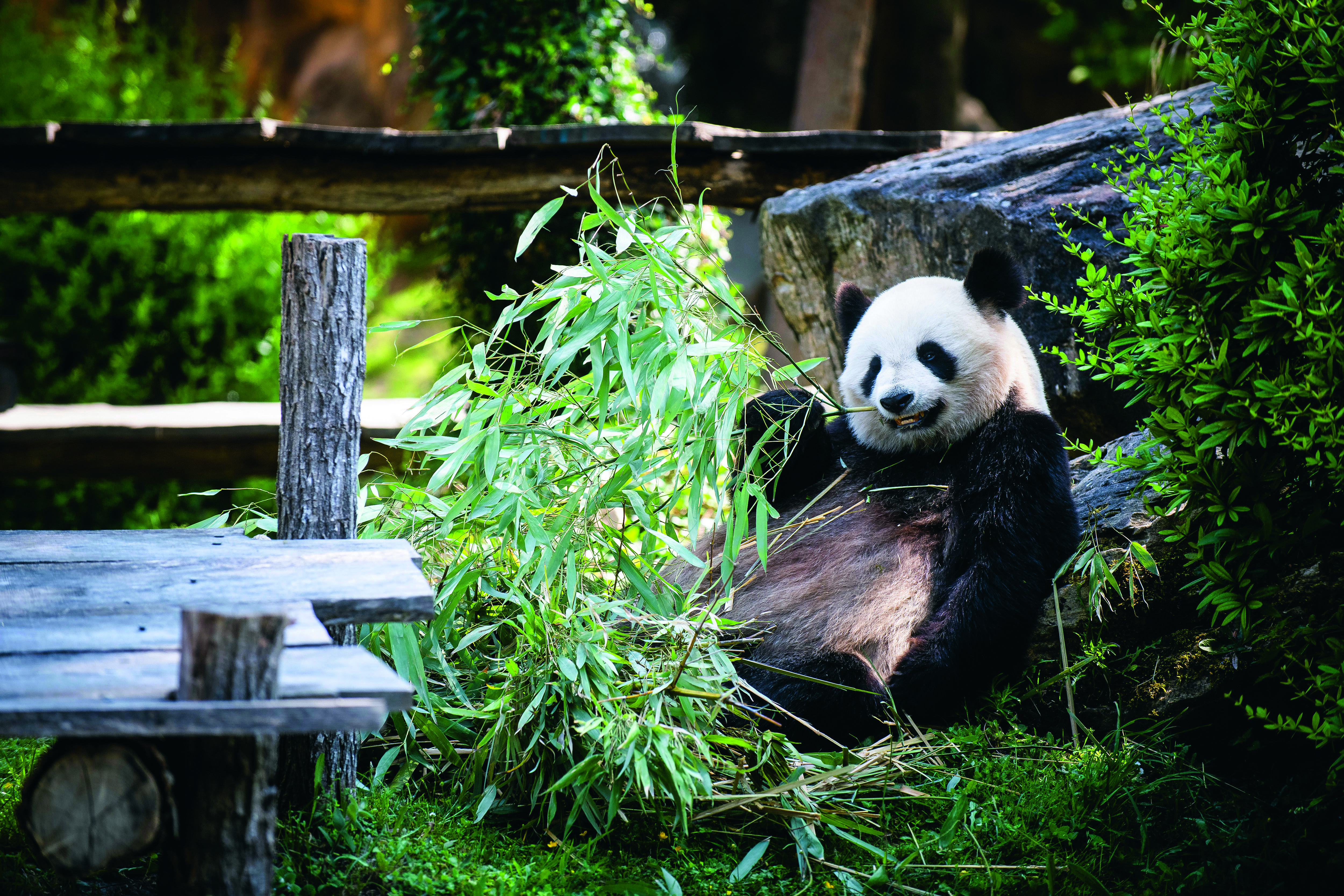 La femelle panda Huan Huan dévore des bambous dans son enclos au ZooParc de Beauval. Le 4 juillet, son fils Yuan Meng partira pour la Chine. Photo Vincent Boisot pour Le Parisien Week-End