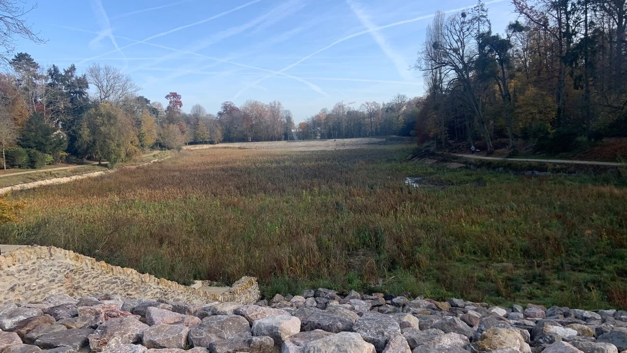 Ville d'Avray, le 18 novembre 2021. Le faible niveau d’eau sur les berges inquiète les riverains, l'étang neuf est désormais envahi de roseaux. DR.