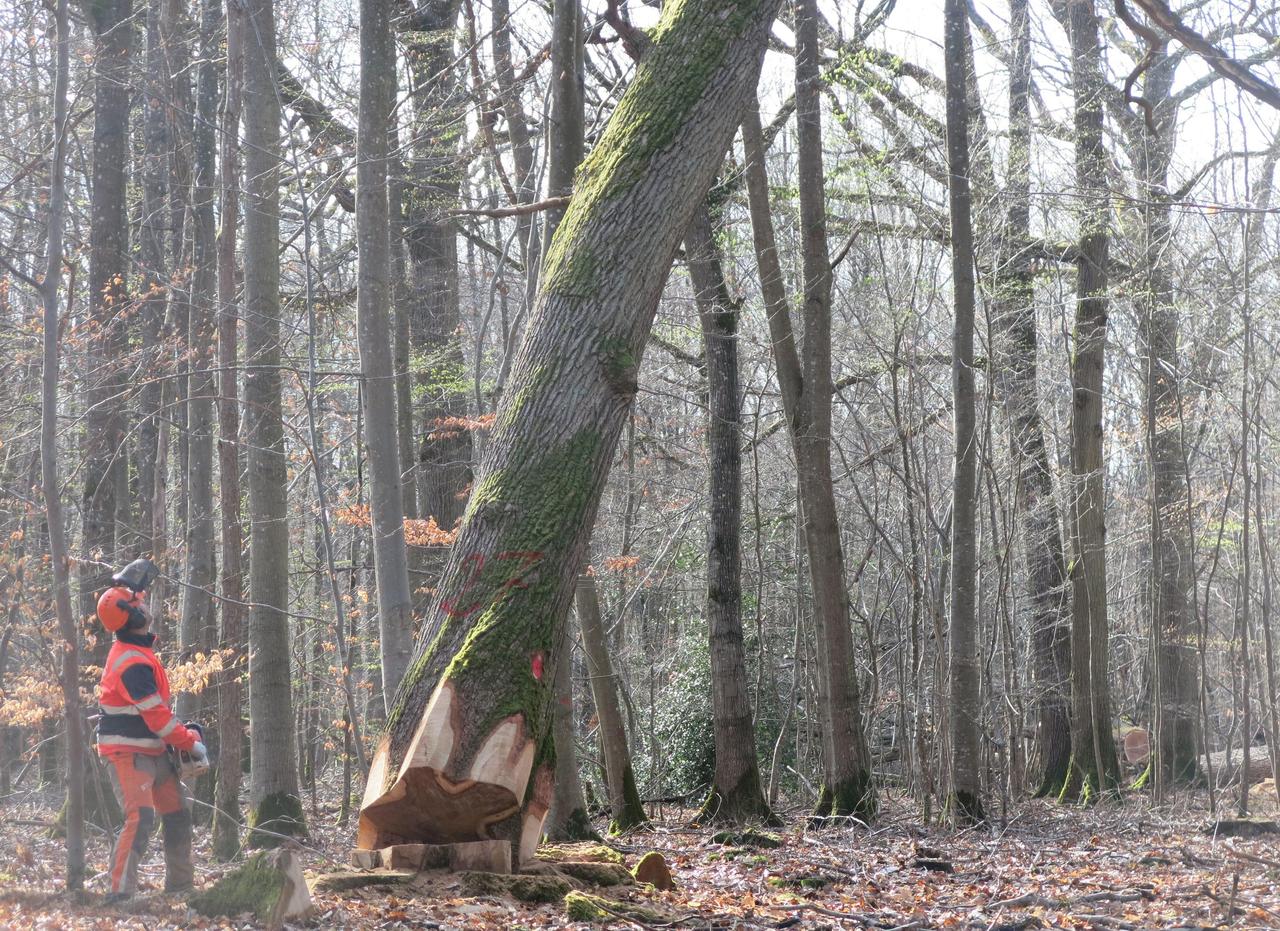 -Pourquoi les défenseurs de la nature ont déclaré la guerre à l'ONF