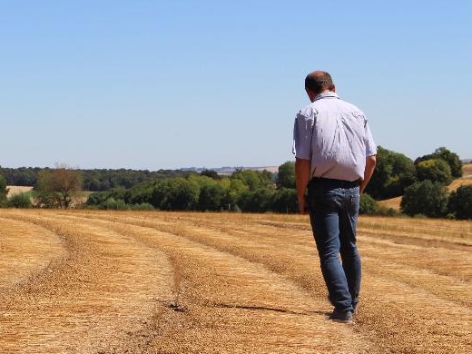 A Sainte-Eusoye, Alexandre Dugrosprez cultive 14 hectares de lin. LP/Juliette Duclos