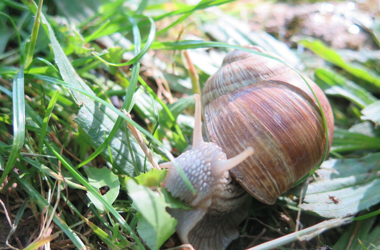 <b></b> (Illustration). Deux hommes qui prétendaient vouloir se lancer dans l’élevage d’escargots ont été condamnés en appel pour avoir enfreint le plan local d’urbanisme.