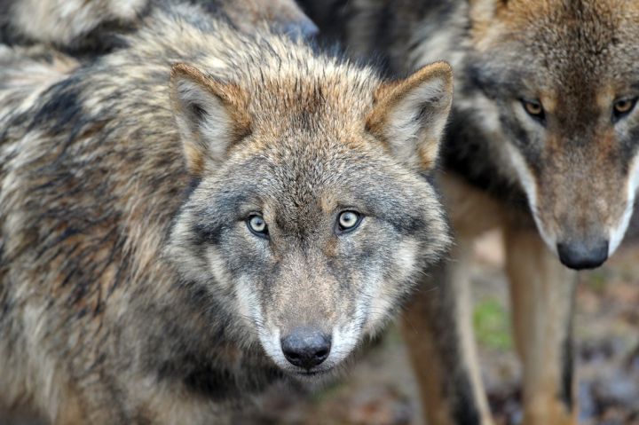 La victime a été attaquée par plusieurs loups du zoo de Thoiry (Photo d'illustration). AFP/DAVID EBENER/DPA