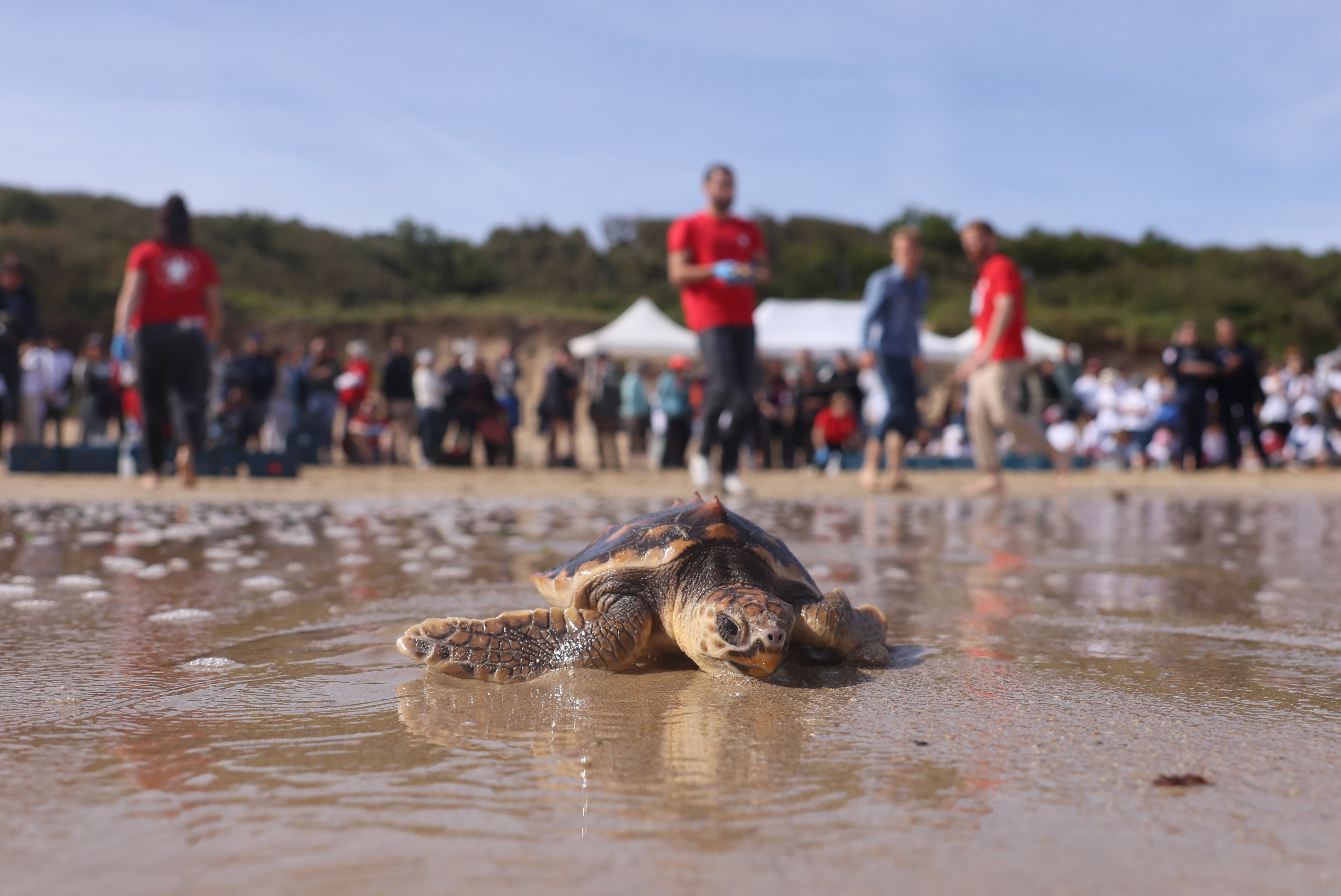 Les tortues ont été remises à l'eau ce mardi sur la plage de la Conche-des-Baleines, en présence de nombreux curieux. LP/Arnaud Journois