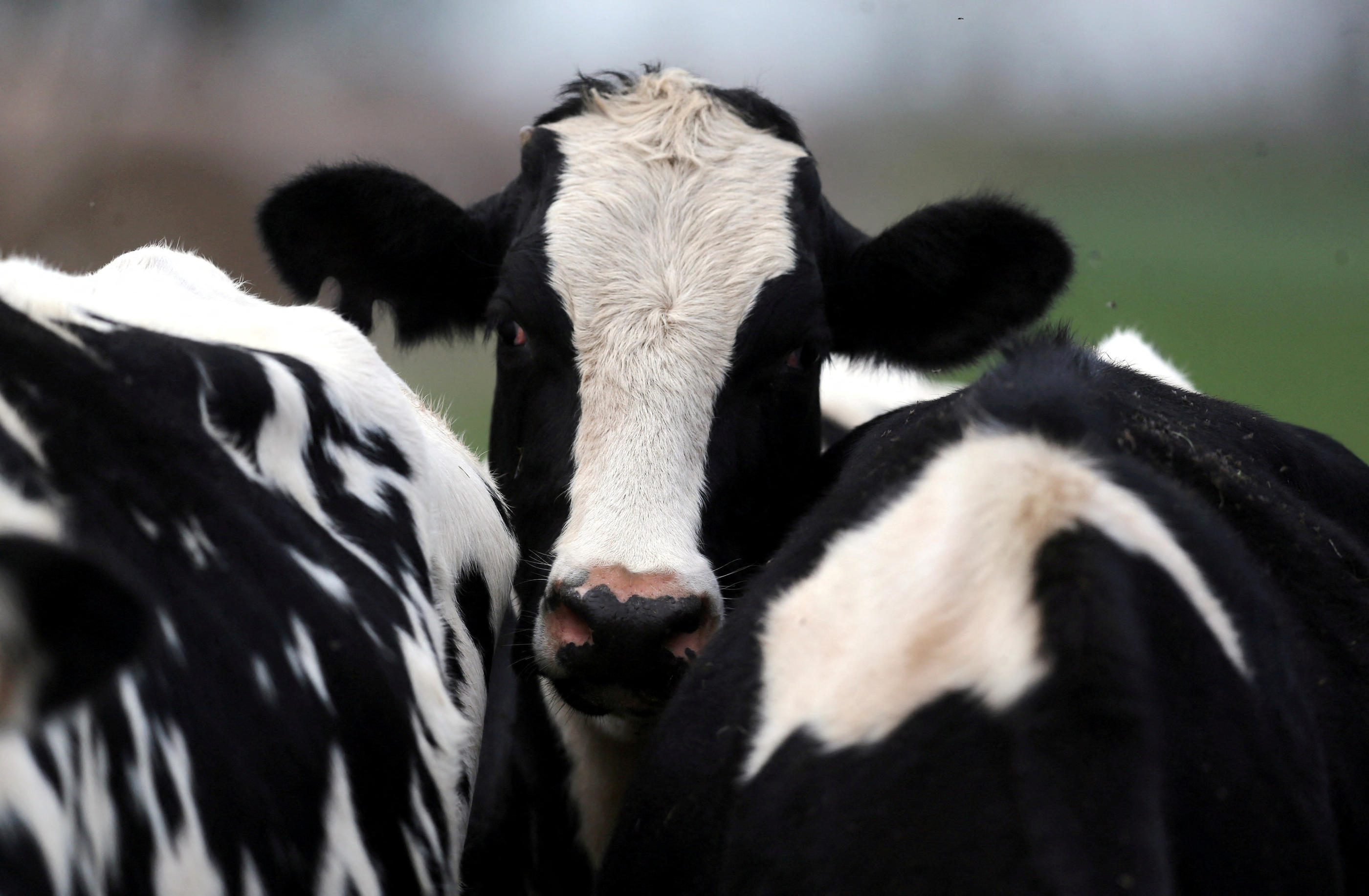 Des troupeaux de vaches sont contaminés aux États-Unis par la grippe aviaire H5N1. Reuters/Marcos Brindicci