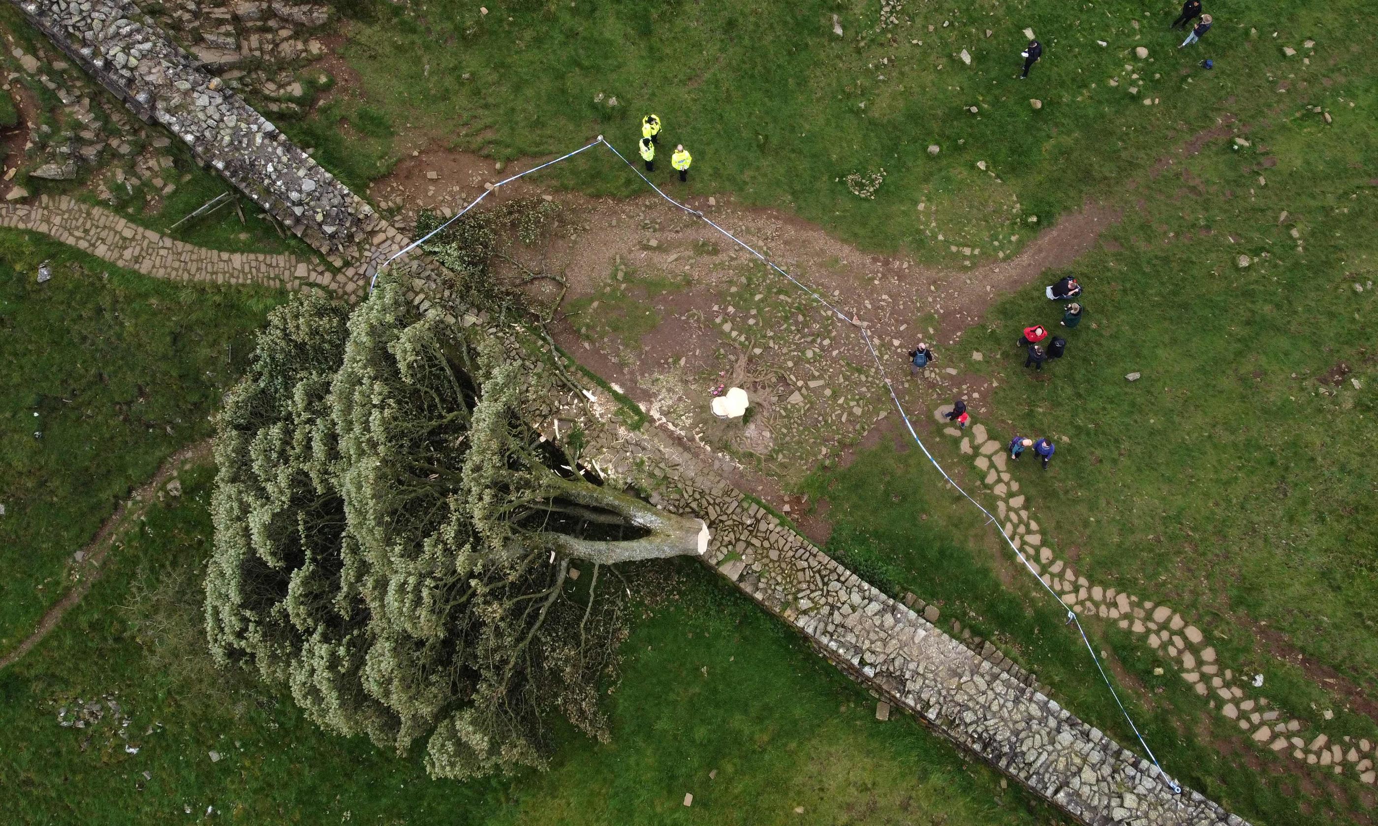 L'arbre de Sycamore Gap coupé à sa base dans la région de Northumbrie, le 28 septembre 2023. AFP/Oli SCARFF