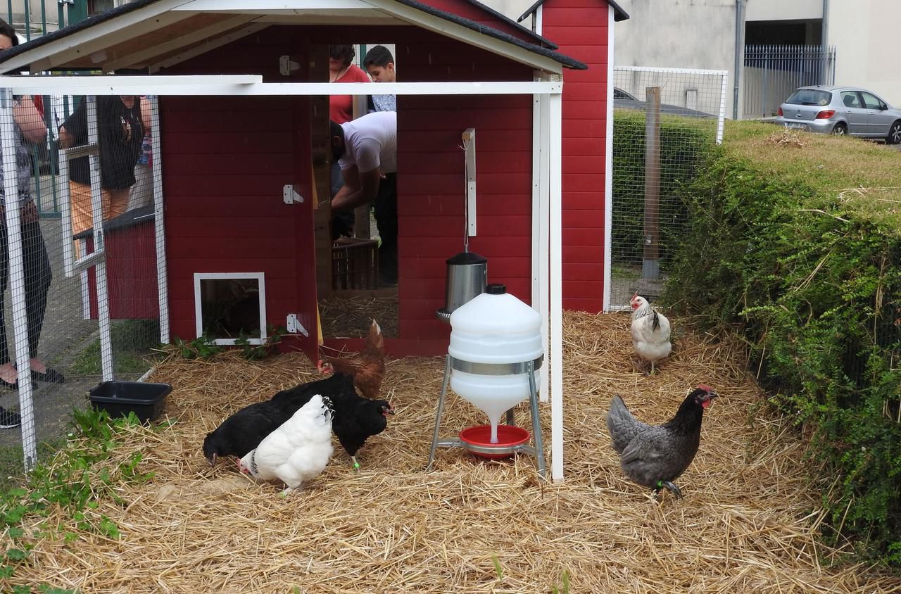 <b></b> Juziers. Dans le jardin du restaurant scolaire, des poules sont utilisées pour lutter contre le gaspillage alimentaire