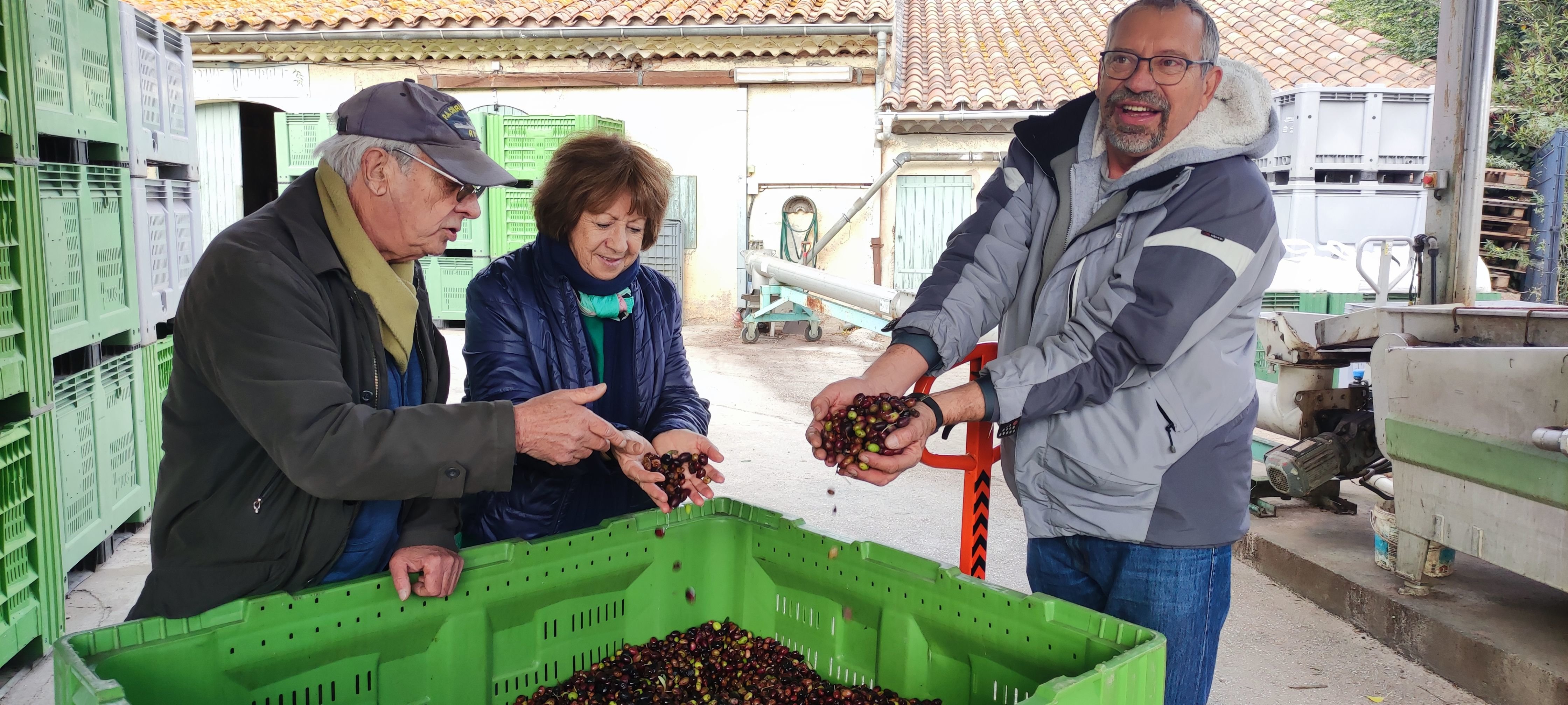 Cuers (Var), le 21 décembre 2023. La récolte des olives est finie en Provence et la transformation commence pour les coopérateurs du moulin. LP/Diane Andrésy