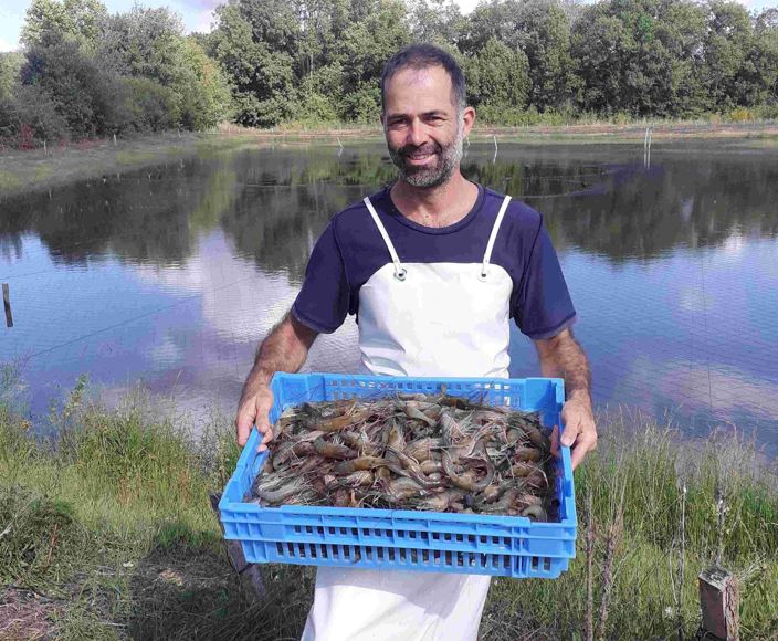 Géraud Laval : «Dans mes trois bassins, j’ai 3 ou 4 crevettes par mètre carré. Cent fois moins que dans les élevages d’Amérique du Sud ou d’Asie du Sud-Est.» DR