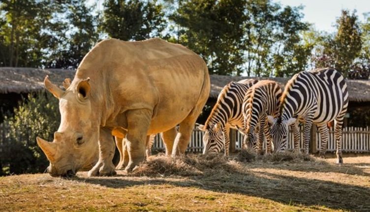 Wakati, mâle de trois ans, va débarquer le mercredi 29 septembre au parc zoologique yvelinois. DR