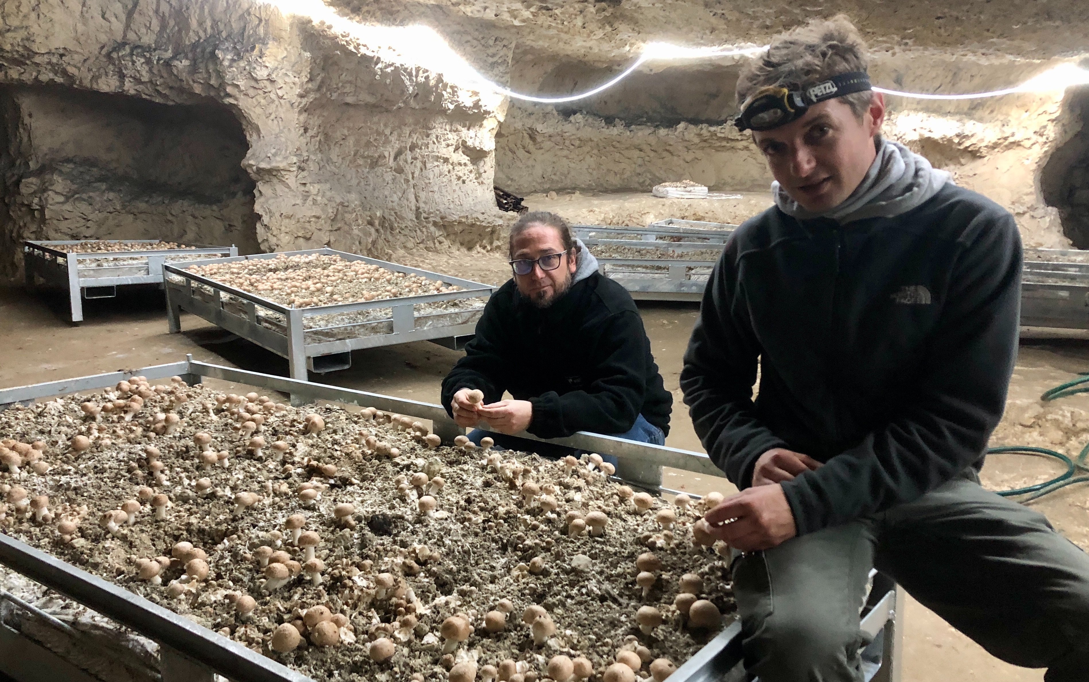 La culture du champignon  Ville de Carrières-sur-Seine