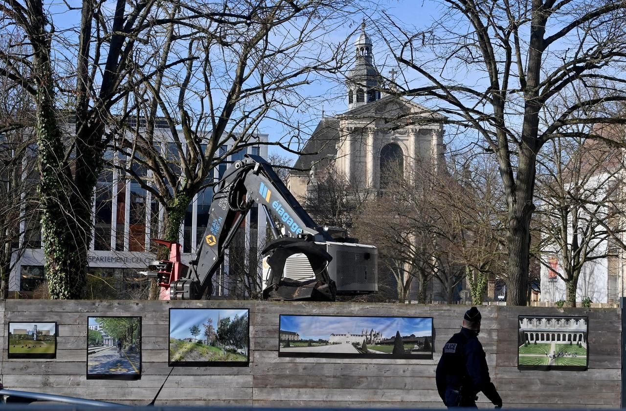 Caen: felled lime trees enrage many inhabitants