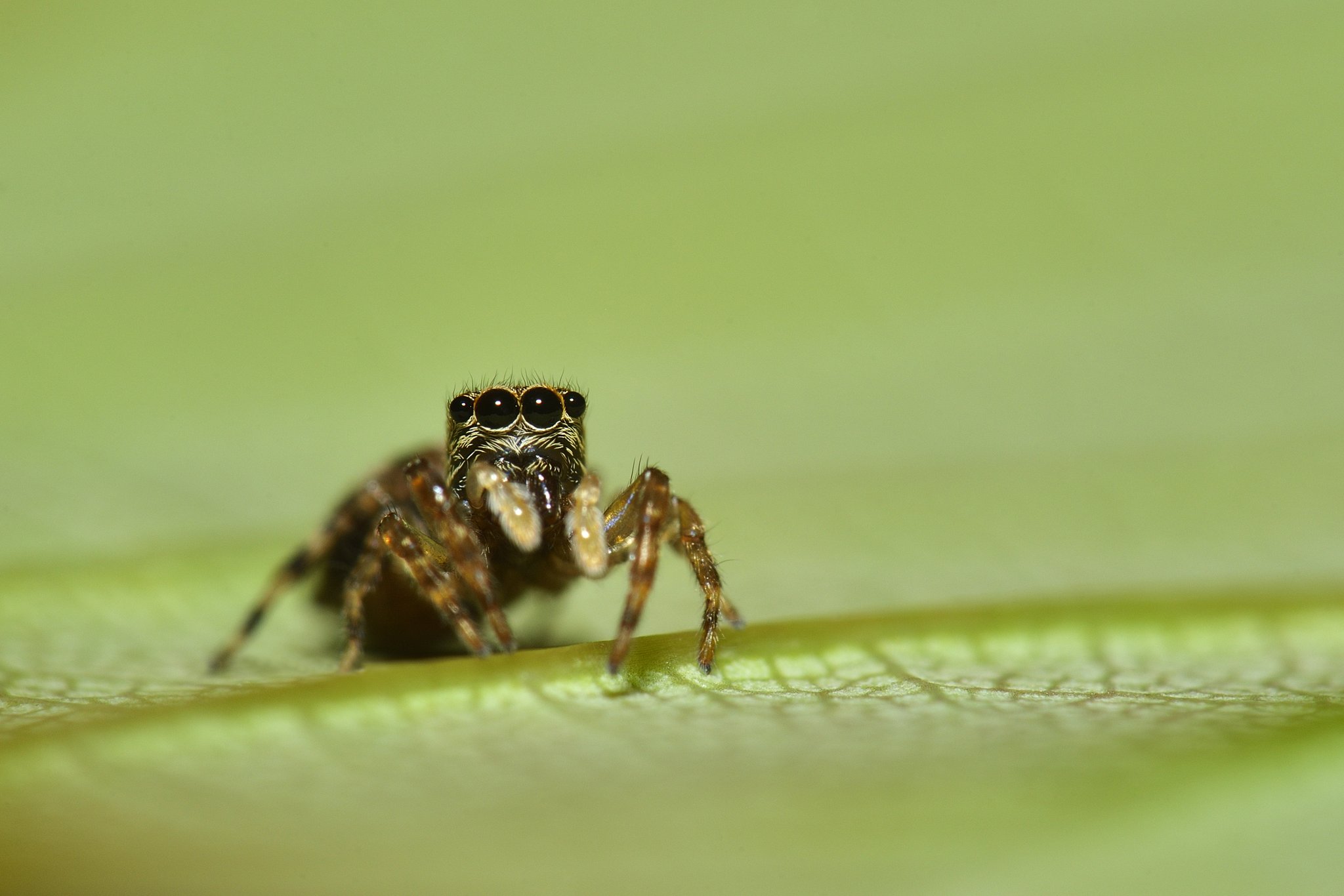 L'araignée Anasaitis milesae mesure environ environ 4 mm. CREATIVE COMMONS / Luke Stoppard