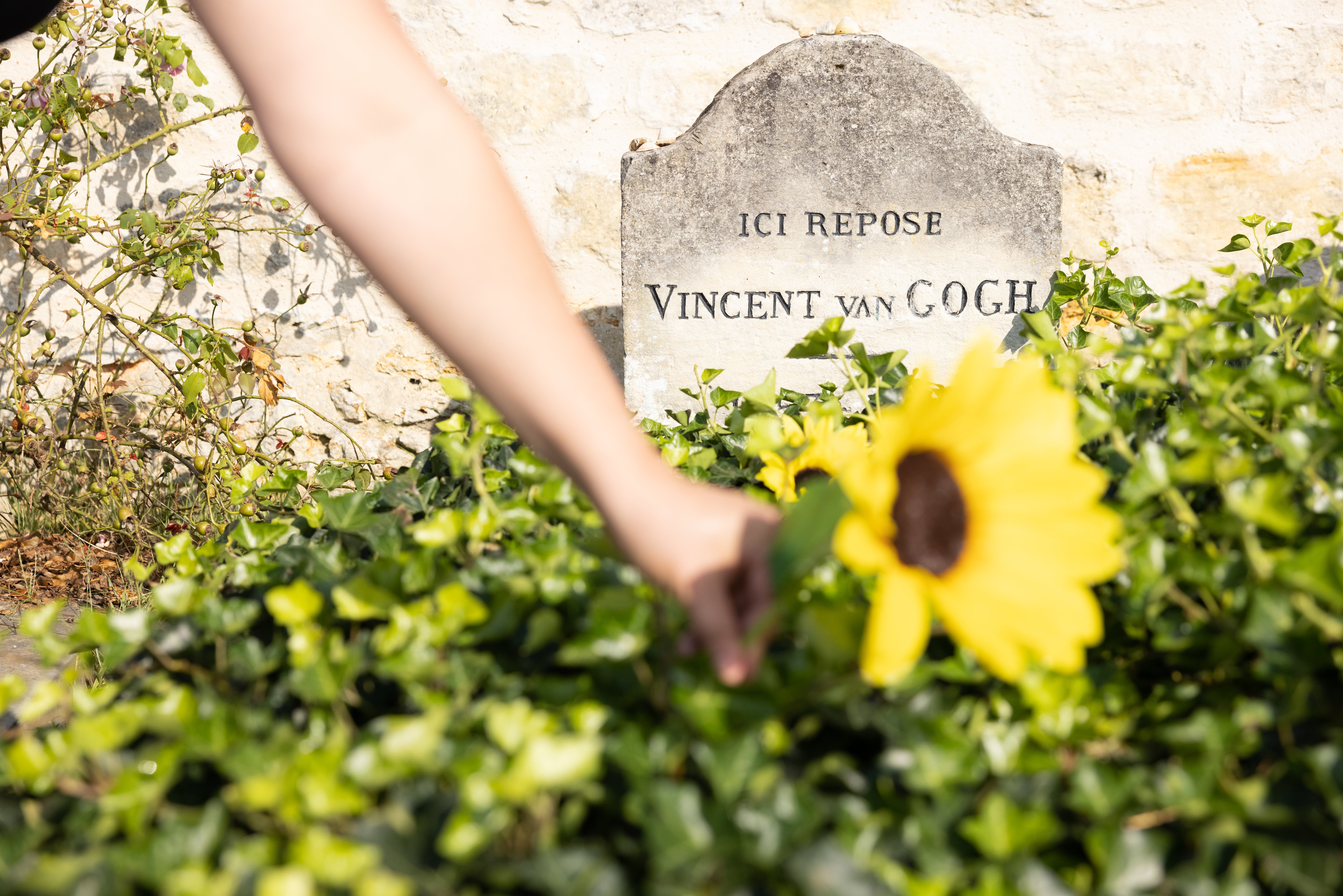 L'artiste bélarusse a creusé sous les tournesols courant autour et sur la sépulture du peintre, dans le cimetière d'Auvers-sur-Oise, dans le Val-d'Oise. (Illustration) LP/Olivier Boitet