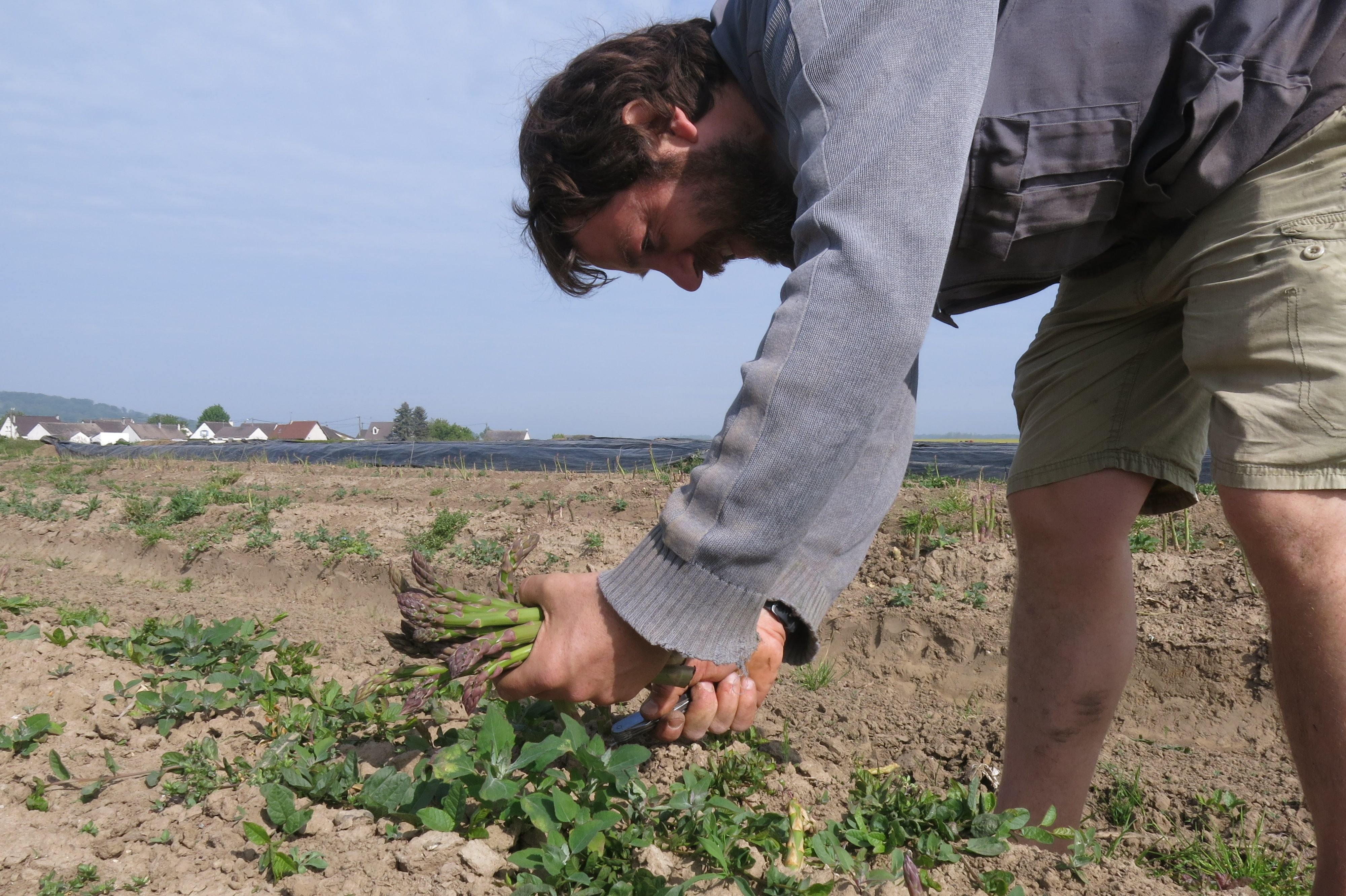 Sacy-le-Grand (Oise), ce mercredi. Lors de la saison des asperges, entre avril et mai, aux Jardins de Sacy, entre 100 et 300 kg sont cueillis et vendus chaque jour. LP/Paul Abran