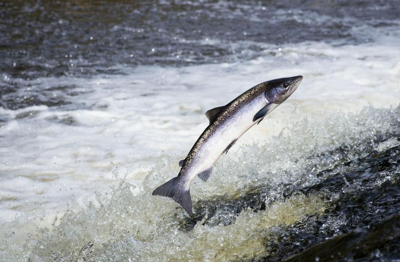 <b></b> Une vingtaine de saumons, une trentaine de truites de mer et des anguilles, qui se reproduisent dans les Caraïbes, ont été aperçus dans la rivière. (illustration)