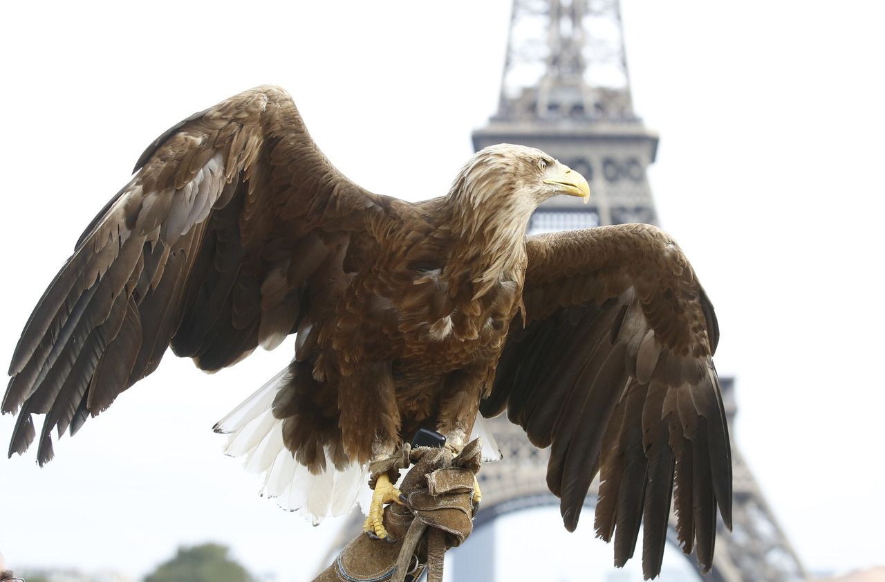 C'est cet oiseau majestueux et rarissime, un pygargue à queue blanche, (ici en démonstration à Paris) que les deux chasseurs ont tué au fusil à lunette en Isère, en février dernier. LP/Olivier Lejeune