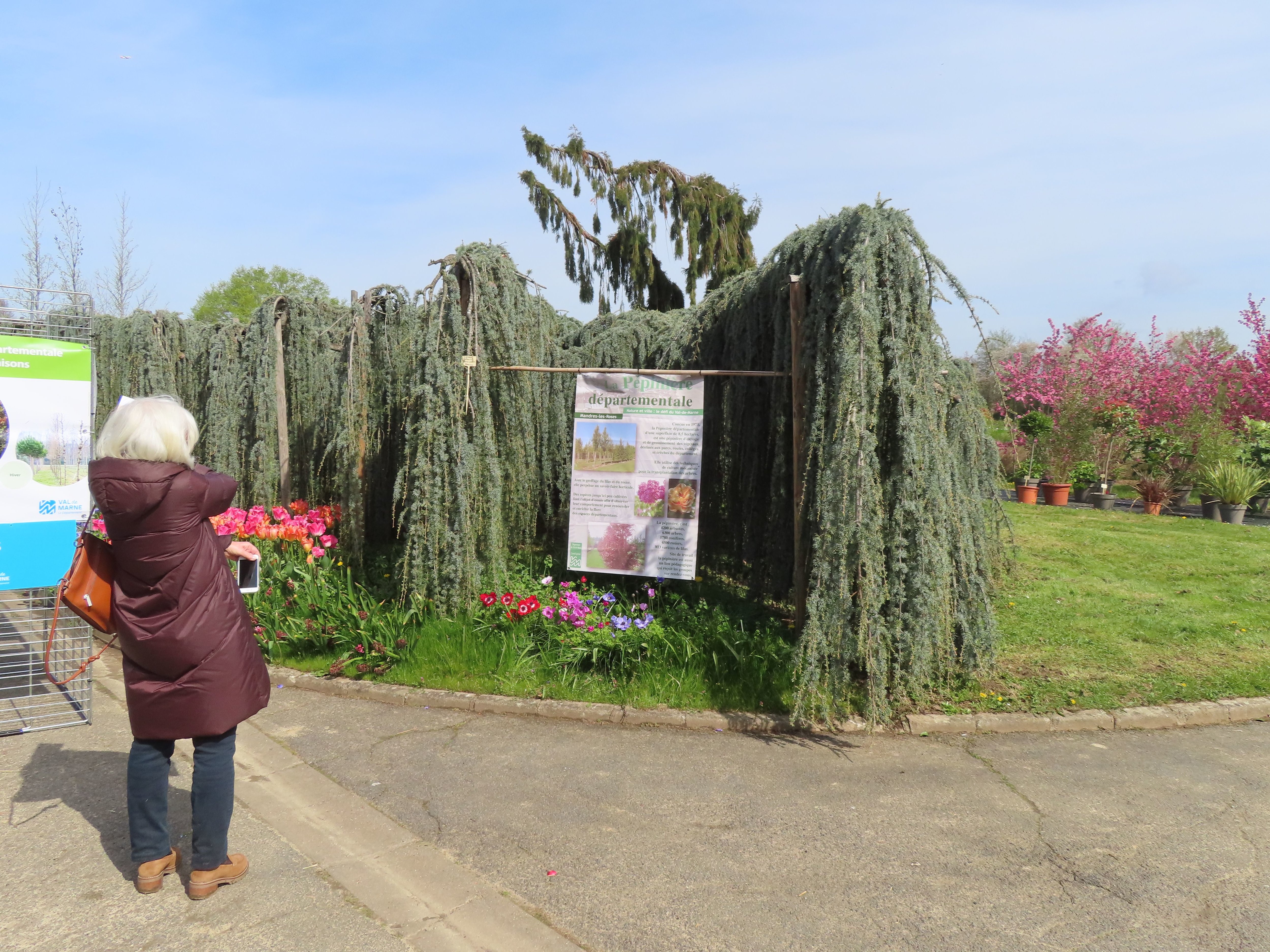 Mandres-les-Roses, dimanche 16 avril. Des visiteurs ont profité de l'opération de distribution pour admirer les arbres, comme ce cèdre bleu pleureur âgé de 50 ans, soit l'âge de la pépinière départementale. LP/S.D.