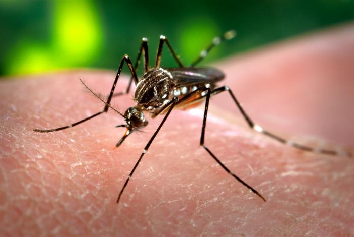 La dengue se transmet à l’être humain par piqûre de moustiques femelles infectés, principalement de l’espèce Aedes aegypti. (illustration) CDC / James Gathany / Wikimedia Commons