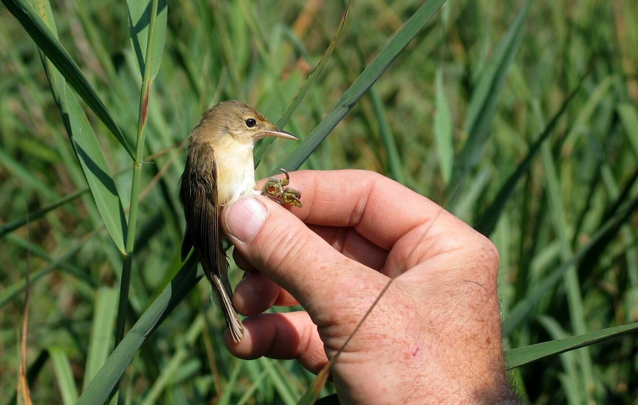 Marais de Sacy (Oise). Les fauvettes font partie des nombreuses espèces d'oiseaux présentes sur la zone humide qui pourraient être impactées par la construction d'éoliennes. (Archives) LP/Arnaud Dumontier