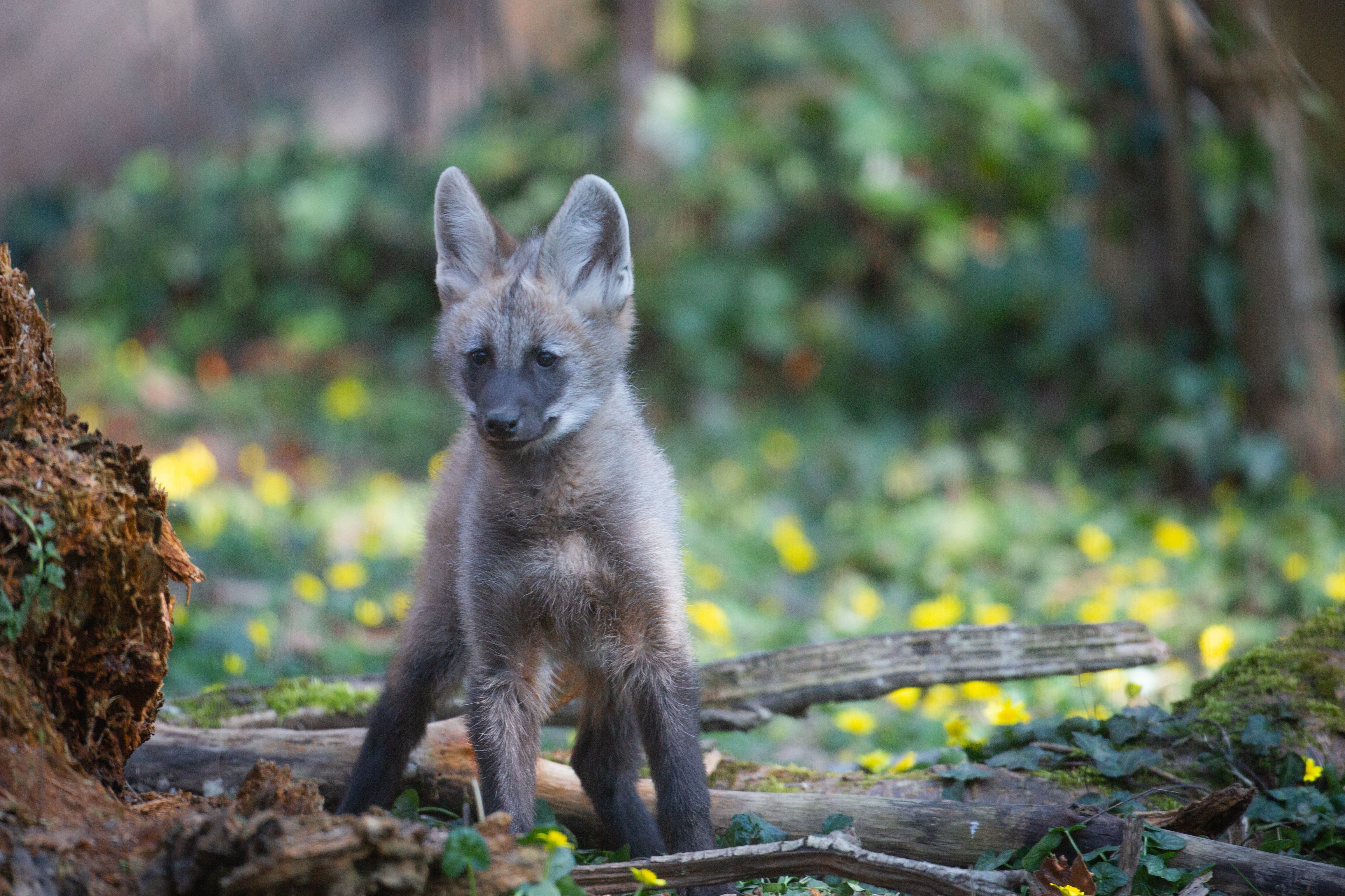 Il y a désormais trois bébés loups à crinière au zoo de Thoiry (Yvelines). En milieu naturel, il ne reste que 2000 individus de cette espèce très menacée originaire d'Amérique du Sud. /Thoiry ZooSafari