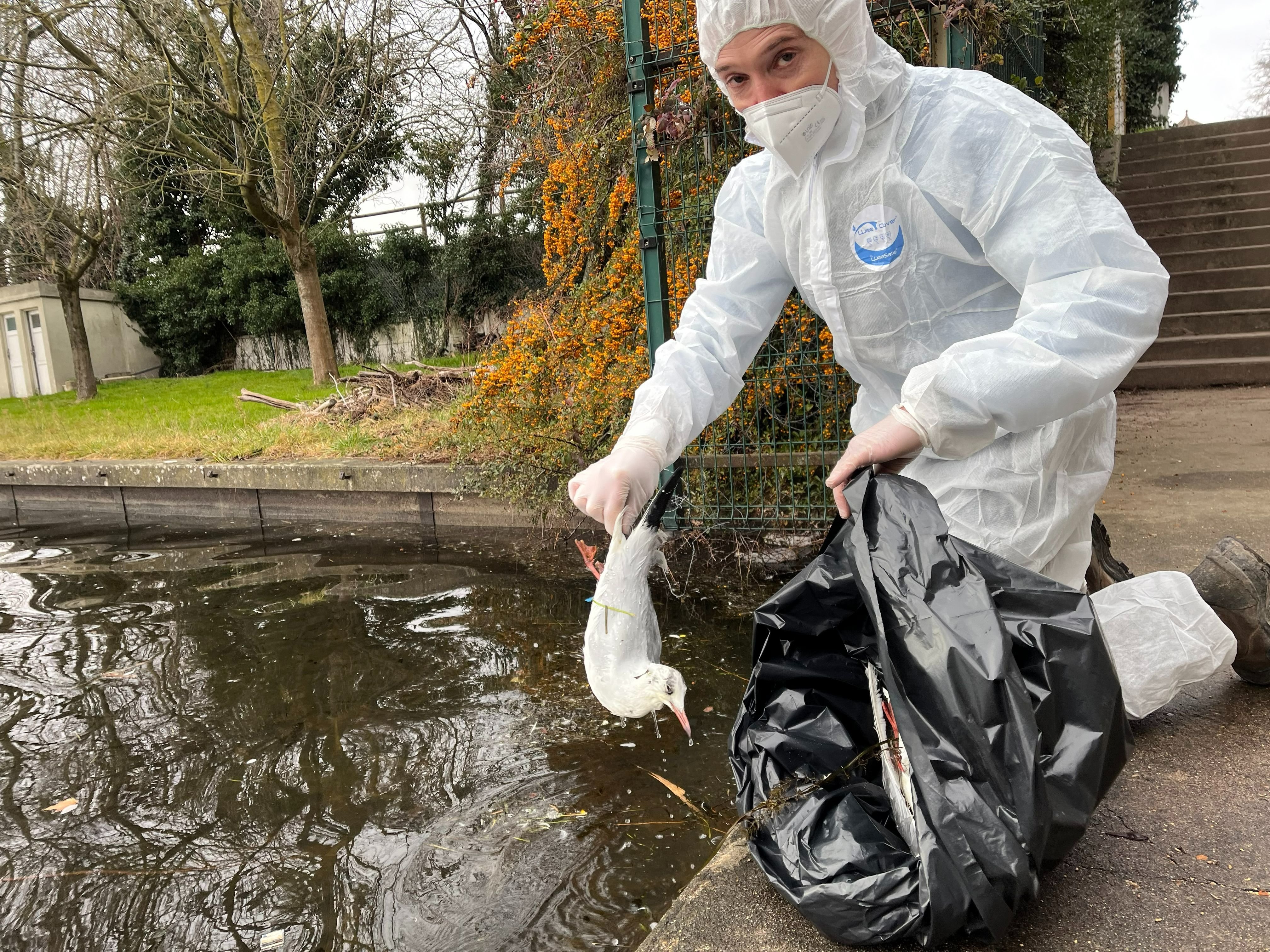 Viry-Chatillon (Essonne), ce lundi 30 janvier. Avec ses équipes, Sébastien Viprey, responsable du patrimoine vert et de la biodiversité de l'unité des Lacs du Grand Orly Seine Bièvre, ramasse des dizaines d'oiseaux morts par jour aux Lacs de l'Essonne. LP/Nolwenn Cosson