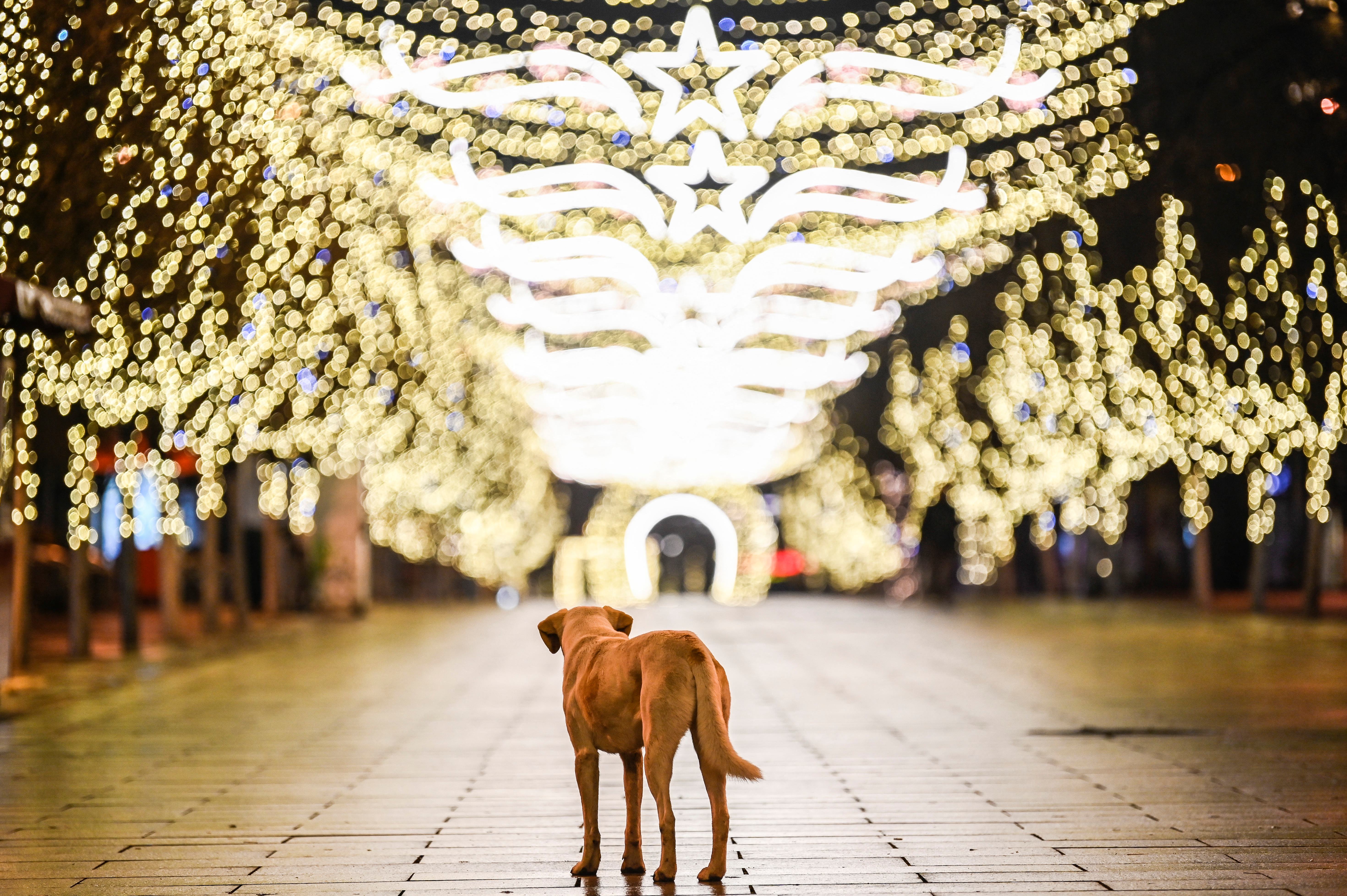 Le Chat De Noël Incombe Au Cadeau Sous L'arbre Du Nouvel an. Chaton Animal  Avec La Boîte Pour Noël Sur Le Pull Moche De Noël Dans Image stock - Image  du chéri