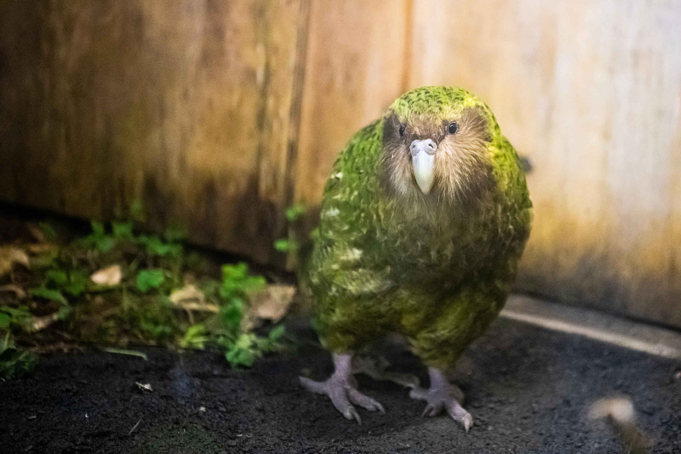 Les biochimistes néo-zélandais ont prélevé l’ADN des Kakapo et l'ont séquencé pour permettre des accouplements optimisés et assurer ainsi une meilleure diversité génétique. Istock/Liu Yang