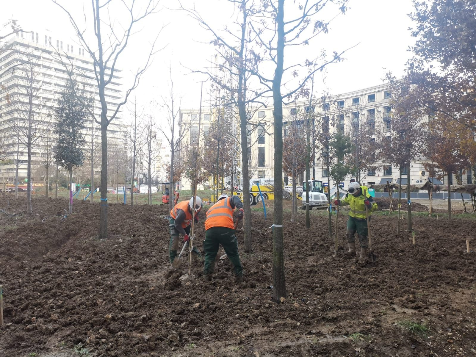 Paris (XIVe), le 6 décembre. Les premières plantations ont commencé la semaine dernière place de Catalogne. D'ici le printemps prochain, 470 arbres et 16 000 « vivaces » y seront plantés. LP/Pauline Darvey