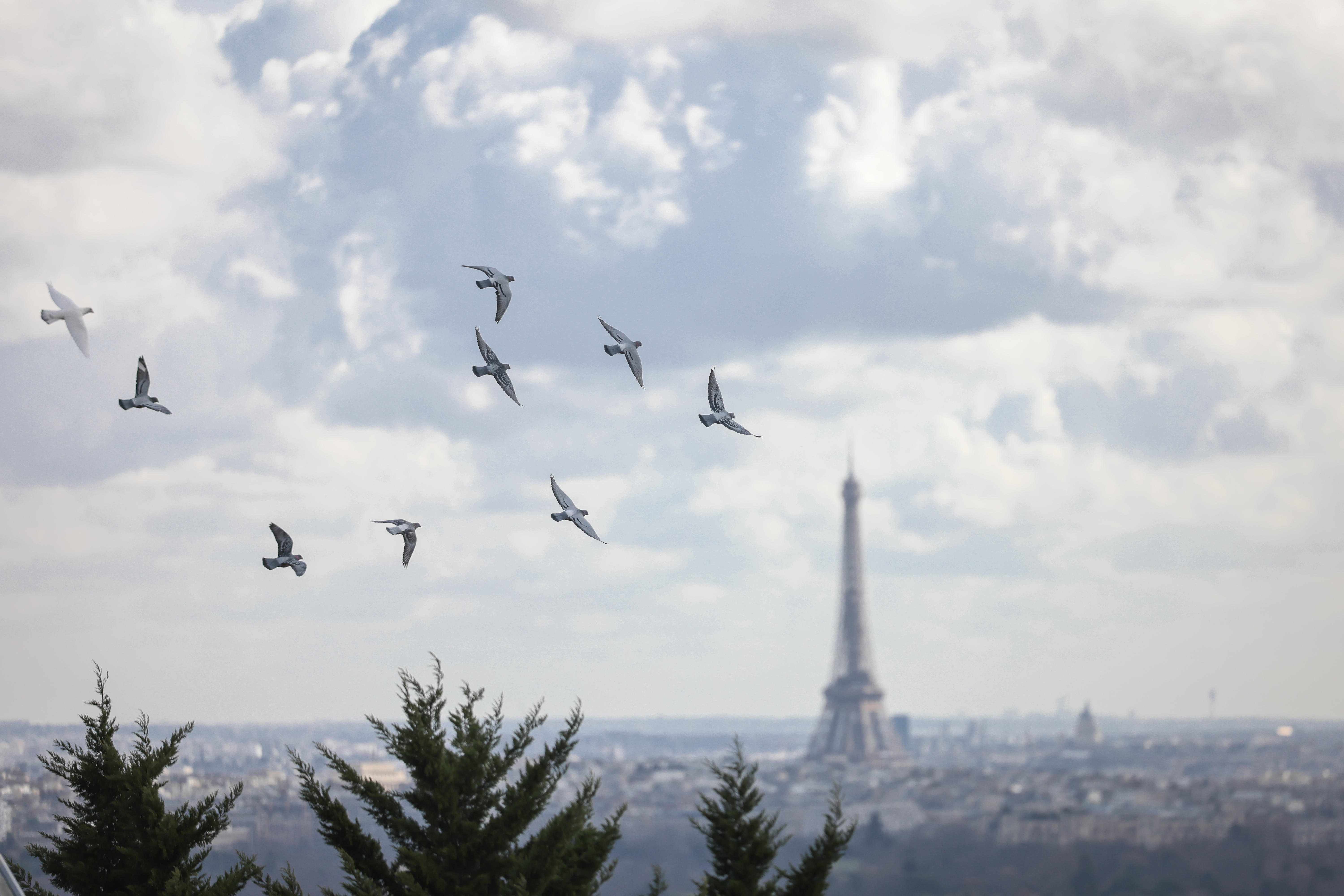 Surplombant la Seine et Paris, la forteresse du Mont-Valérien abrite les spécialistes des systèmes d’information militaires… ainsi que les derniers pigeons soldats français. LP/Fred Dugit