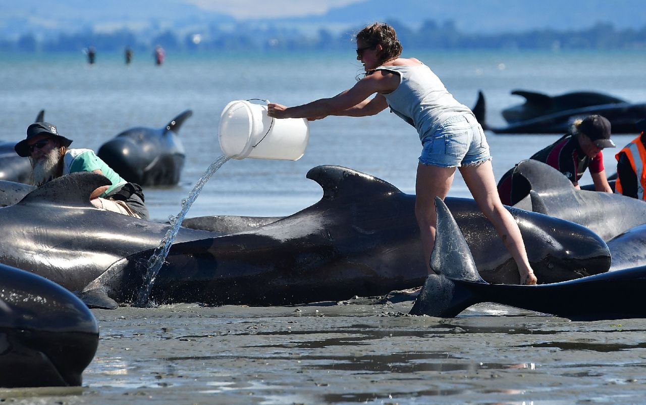 Nouvelle-Zélande : des dizaines de «dauphins-pilotes» échoués, la course contre la montre pour tenter de les sauver