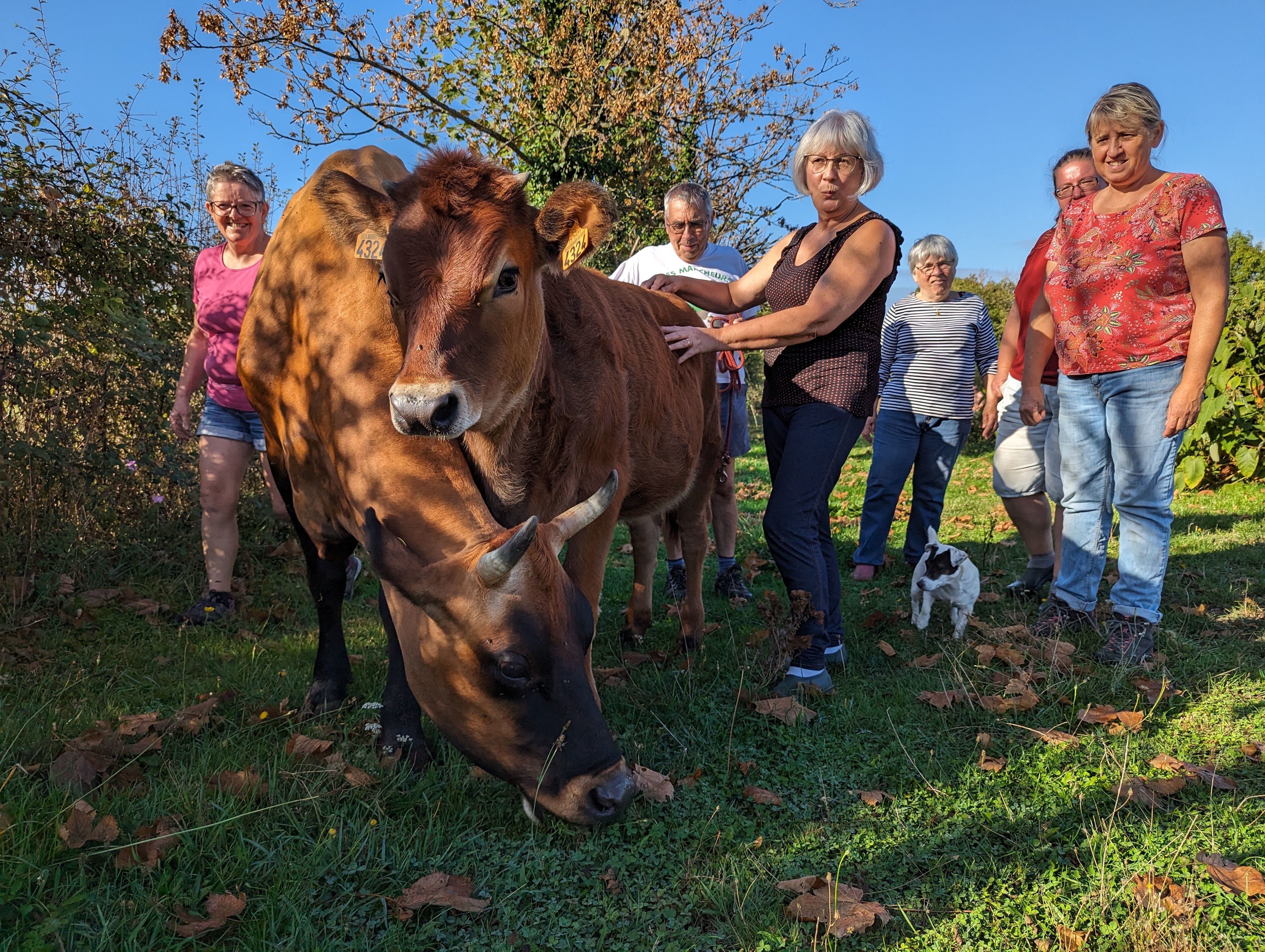 Oasis (à gauche), une vache jersiaise, ici en compagnie de sa fille, a été achetée en commun par des habitants d'un hameau en Creuse. LP/Franck Lagier