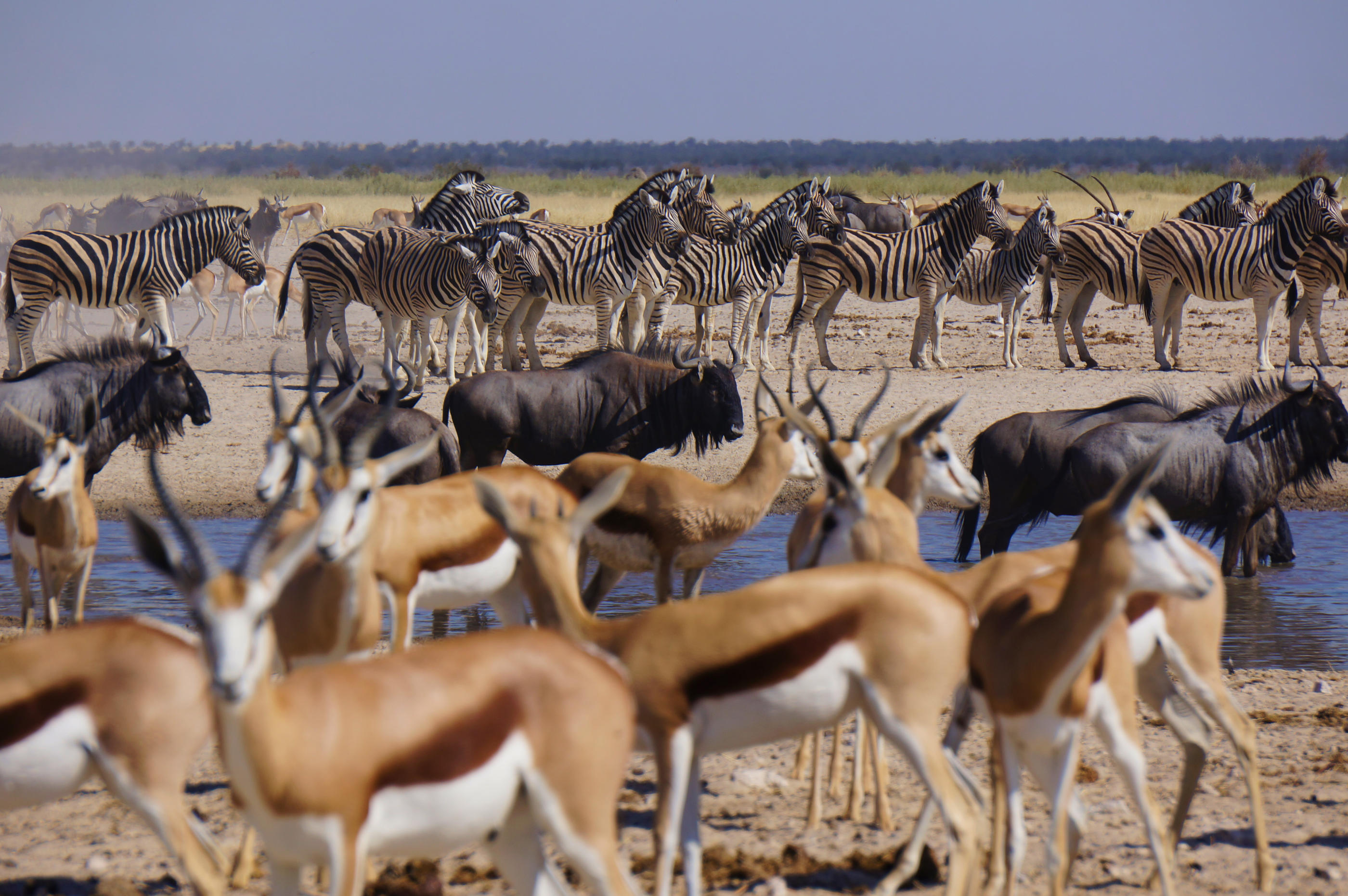 La Namibie a engagé des chasseurs professionnels pour abattre des animaux sauvages afin de pouvoir nourrir sa population. (Illustration) Istock/ Gabriele Rivolta