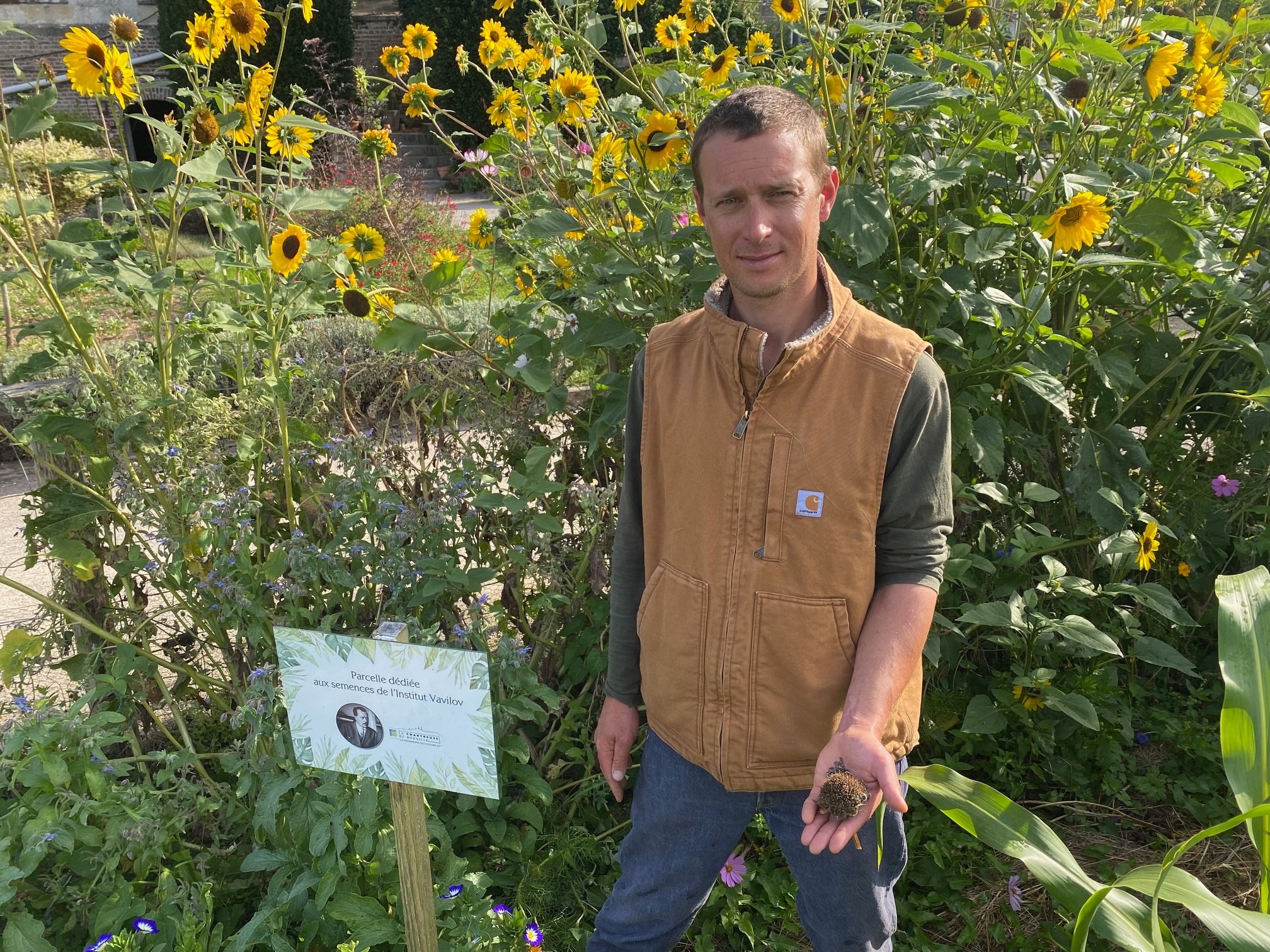 Baptiste Dufour, responsable des jardins de la chartreuse de Neuville-sous-Montreuil, présente un tournesol botanika originaire du Caucase. LP/Isabelle Boidanghein