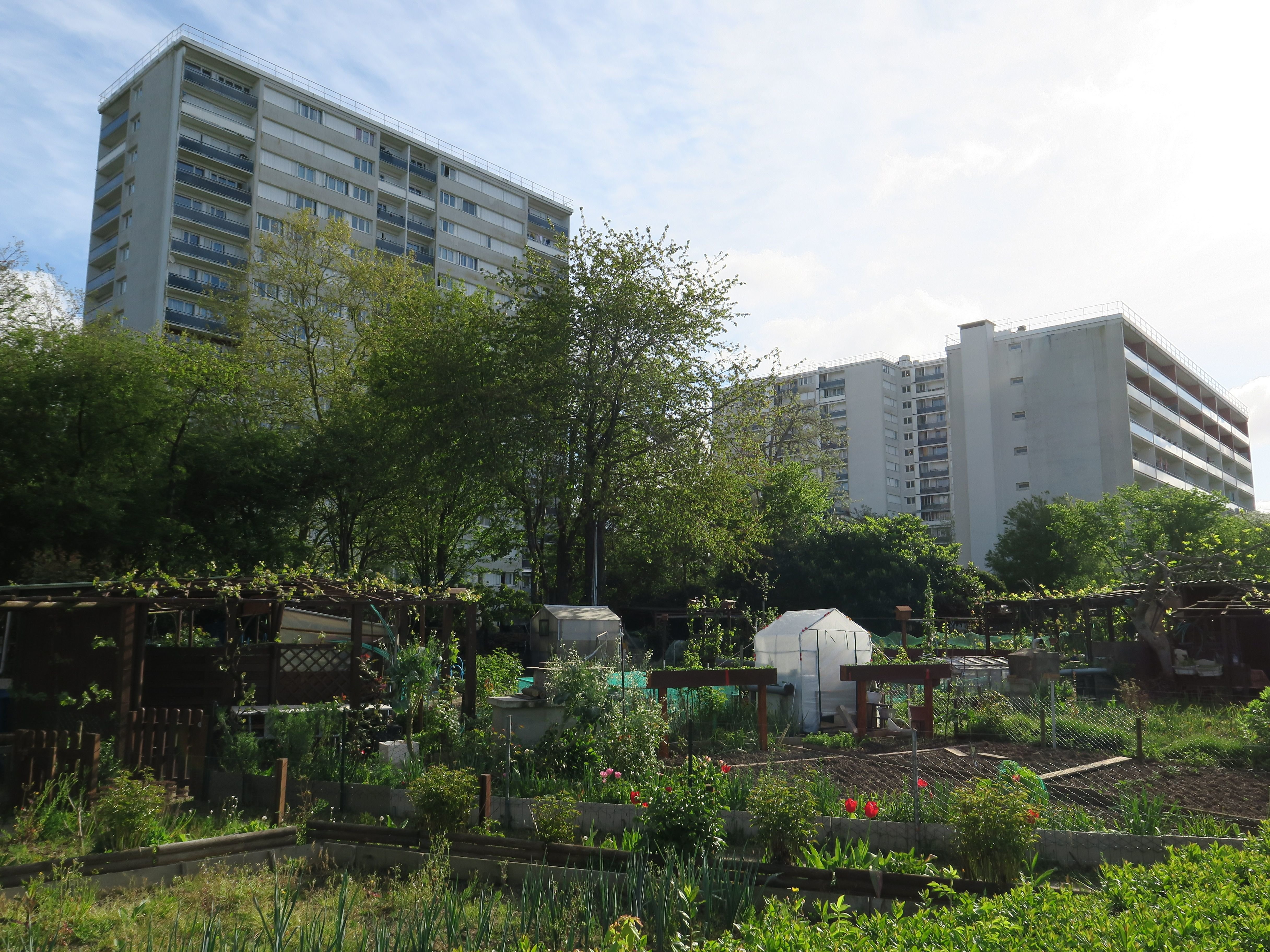 Au pied des tours, les jardins familiaux de Ris-Orangis (Essonne) bénéficient de financements quartier prioritaire de la ville. LP/Sébastien Morelli