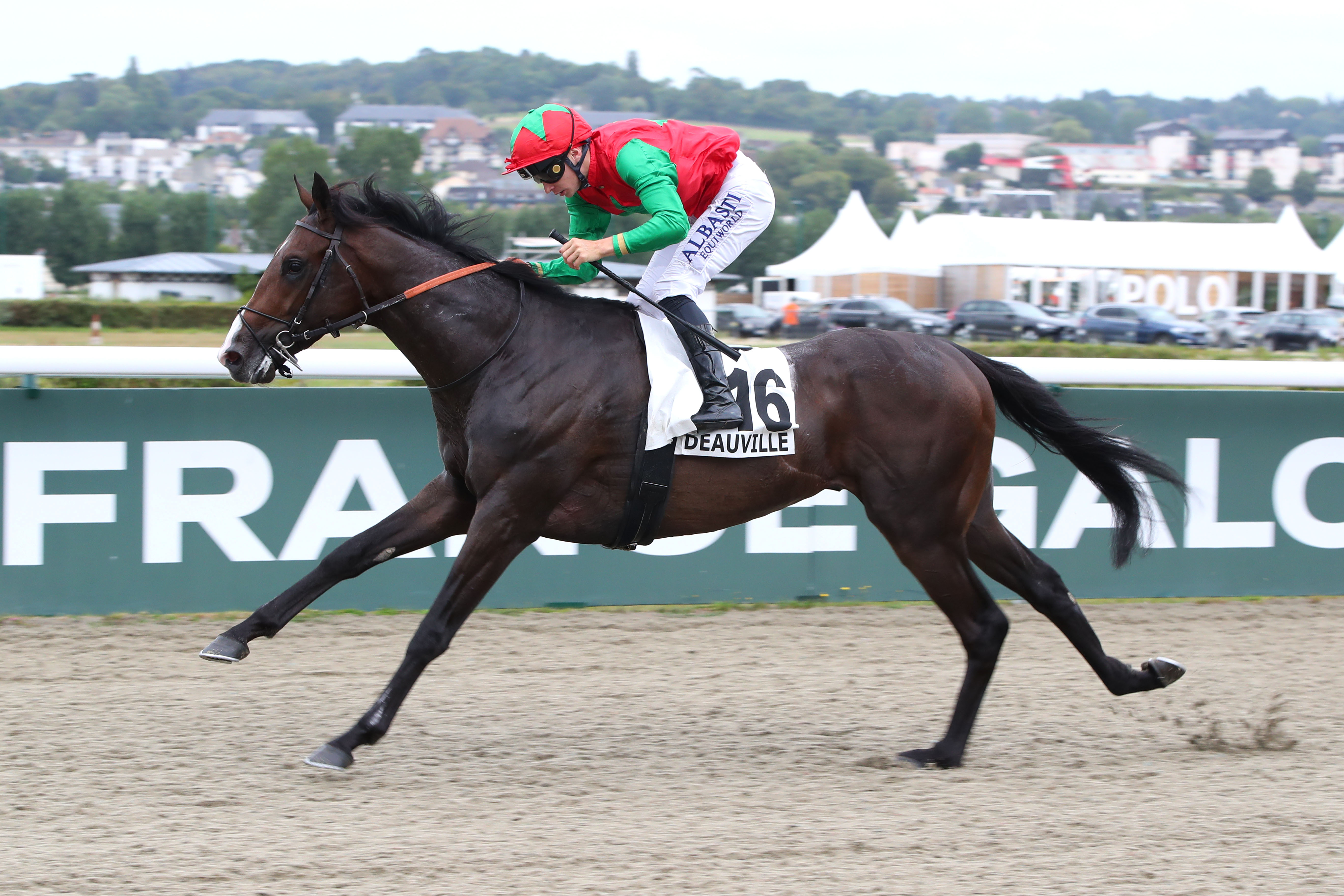 Deauville (Calvados), le 13 Août 2024. Blue Brother s'impose en toute quiétude et ouvre son palmarès dans le Prix de Balleroy, support du quinté. SCOOPDYGA - DESBRIEL Valentin