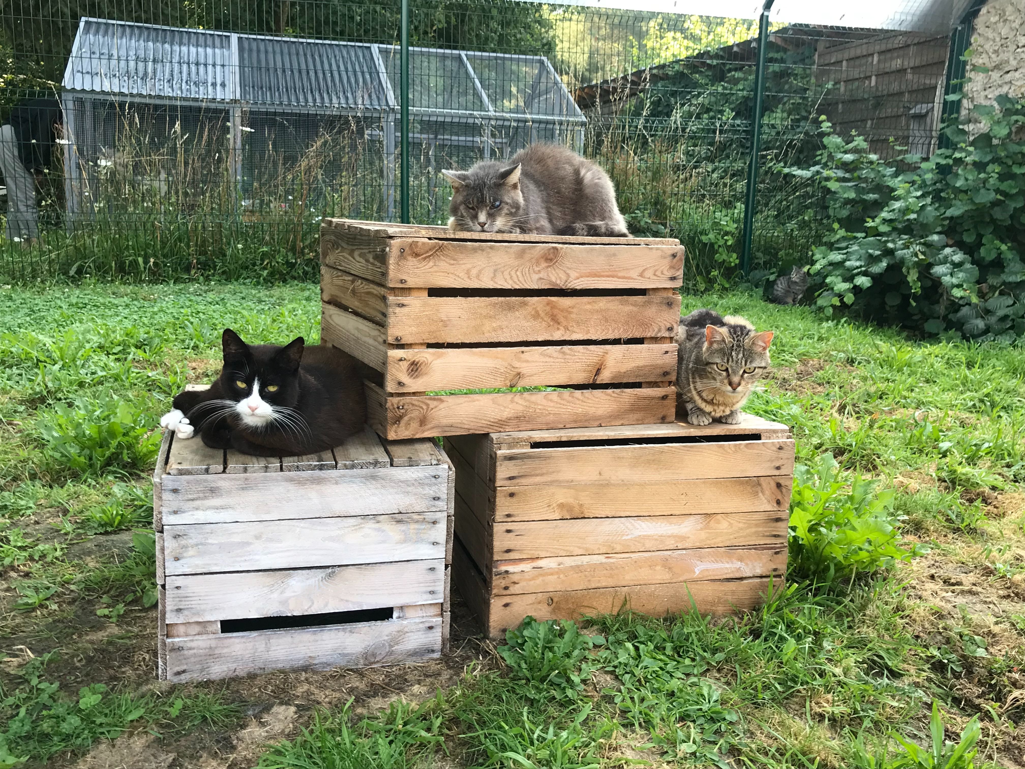 Raizeux, ce mercredi. Une centaine de chats sont actuellement accueillis par l'association Nala Chats Libres. "Je n'en ai jamais eu autant", confie Muriel Fallot, la fondatrice. LP/J.C.