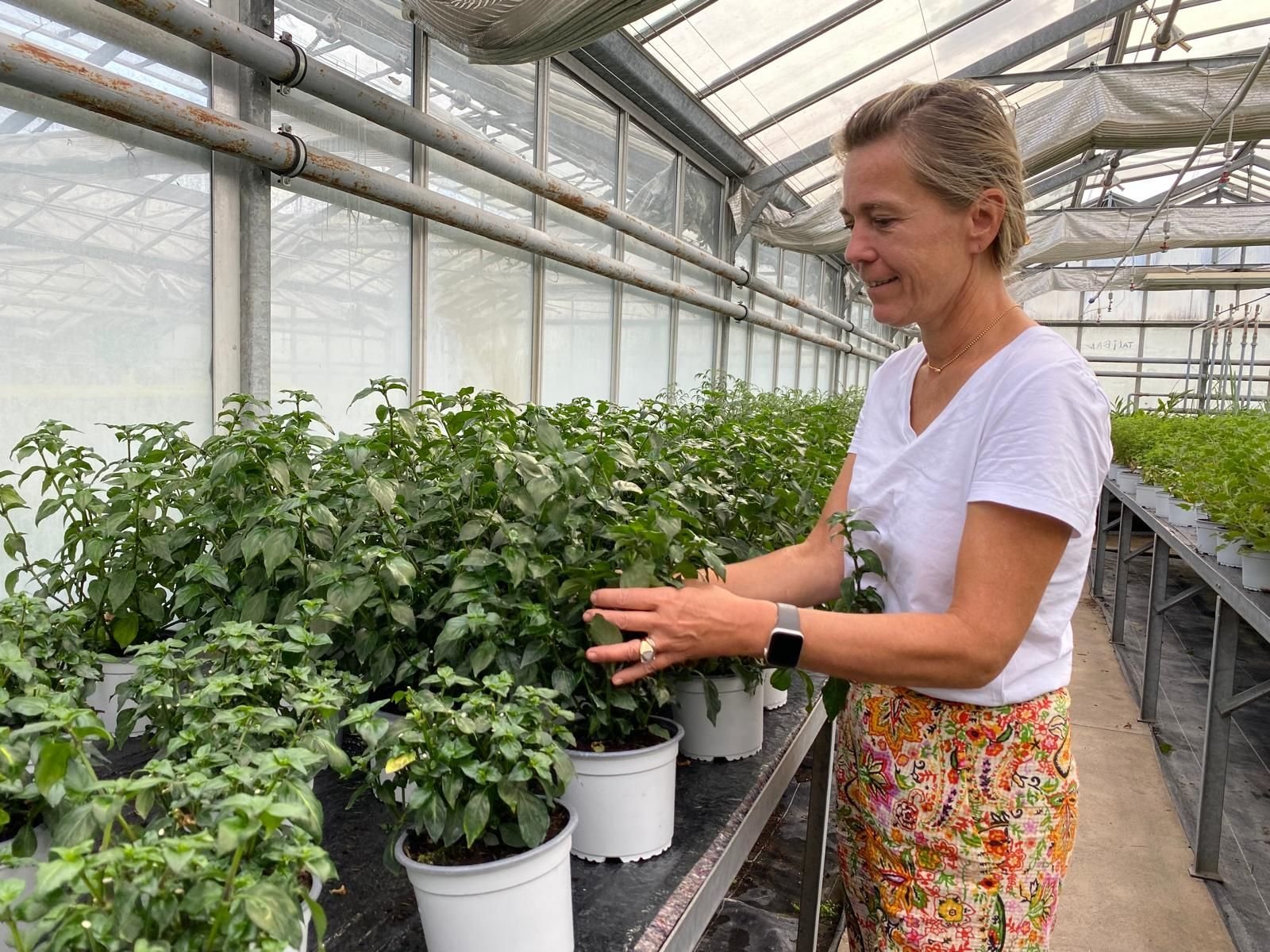 Nanterre (Hauts-de-Seine), ce mercredi. Cécile Girerd-Jorry a ouvert une serre aromatique en avril, elle propose une centaine de variétés de plantes pour les professionnels et les particuliers. LP/Mathilde Debarre