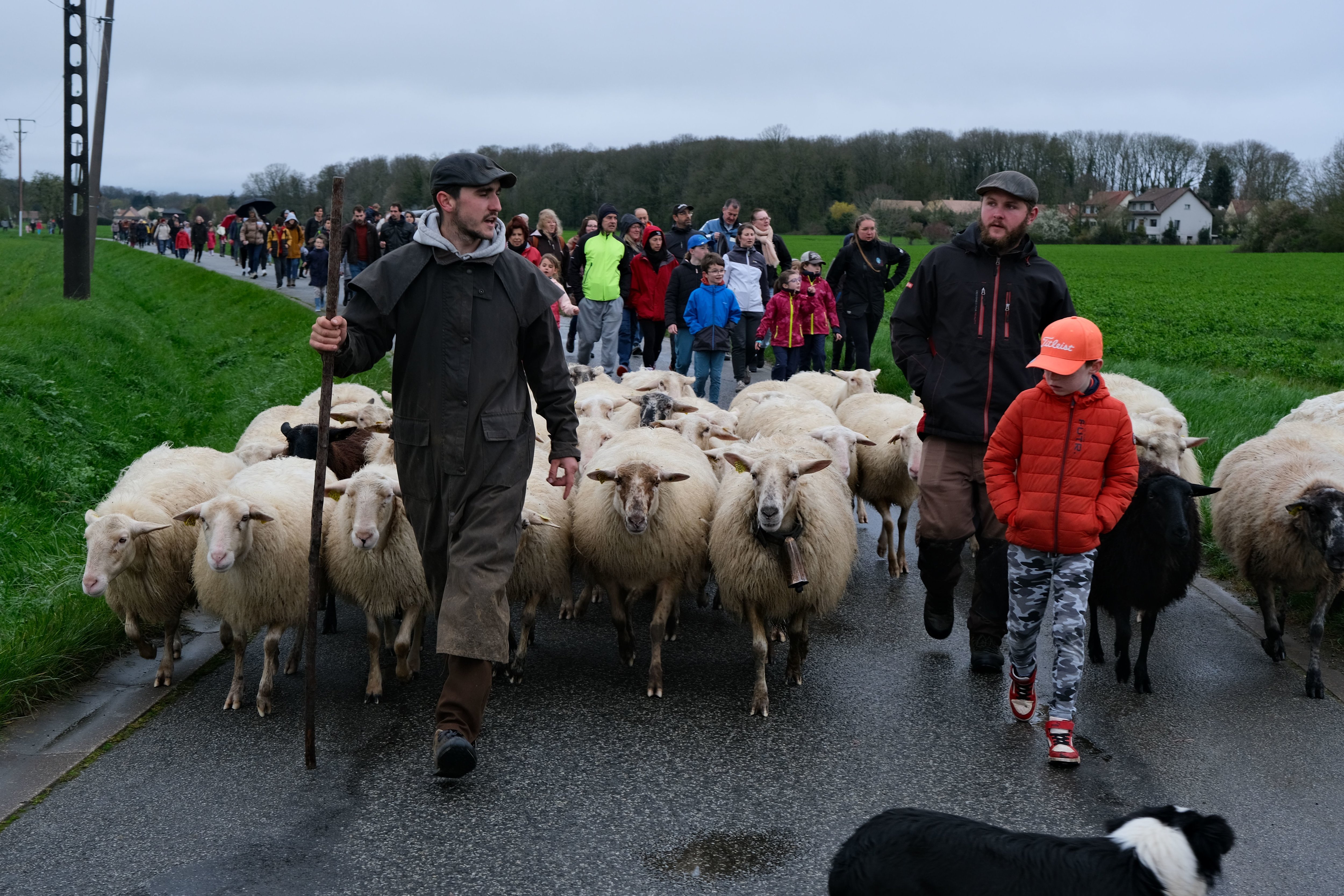 Les Molières (Essonne), le samedi 30 mars. Deux bergers ont mené leurs brebis sur 5 km entre Les Molières et Pecqueuse. LP/Amélie Com