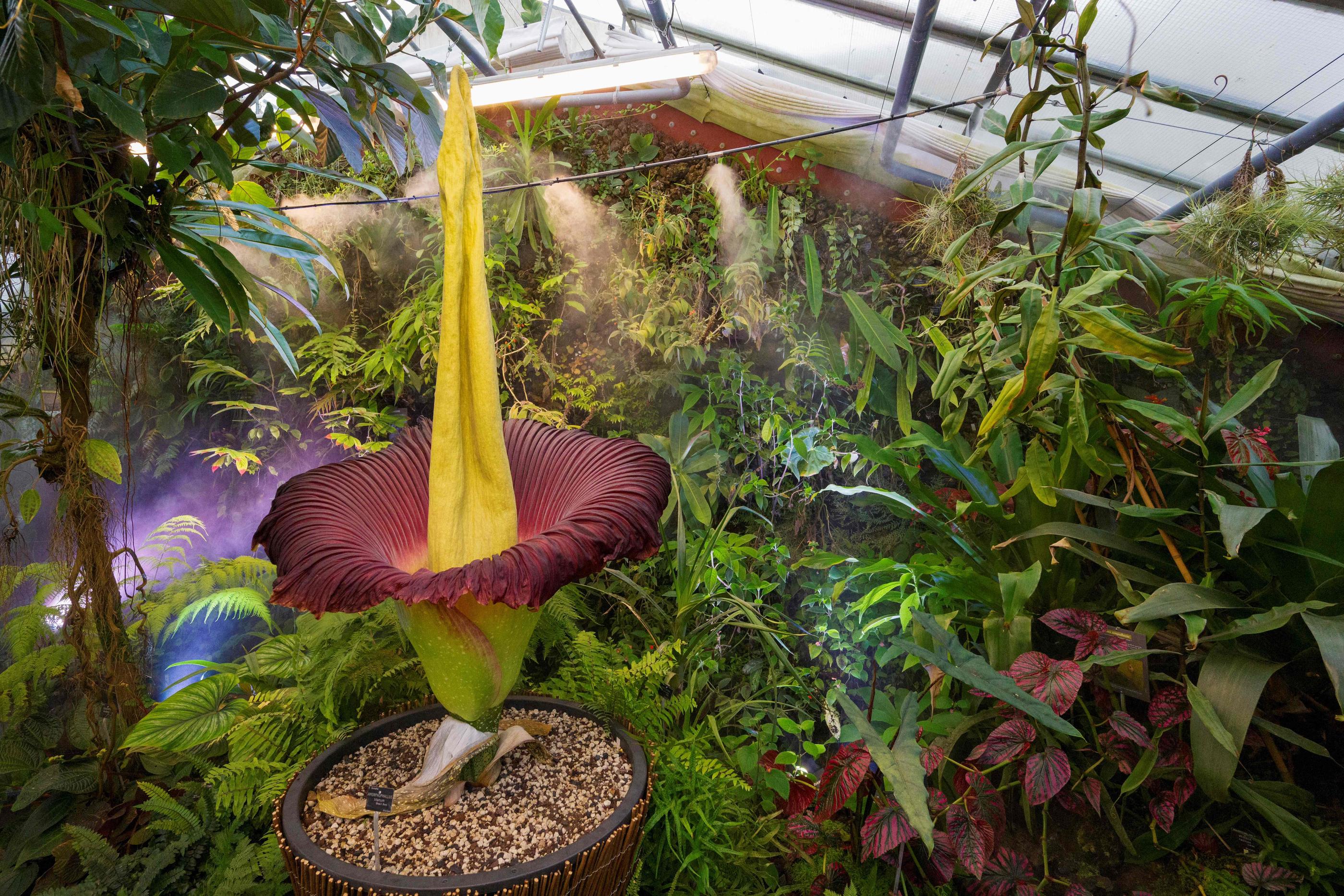 « Pénis de Titan » : la plus grande fleur du monde, qui dégage une odeur de  « cadavre », a fleuri à Nancy