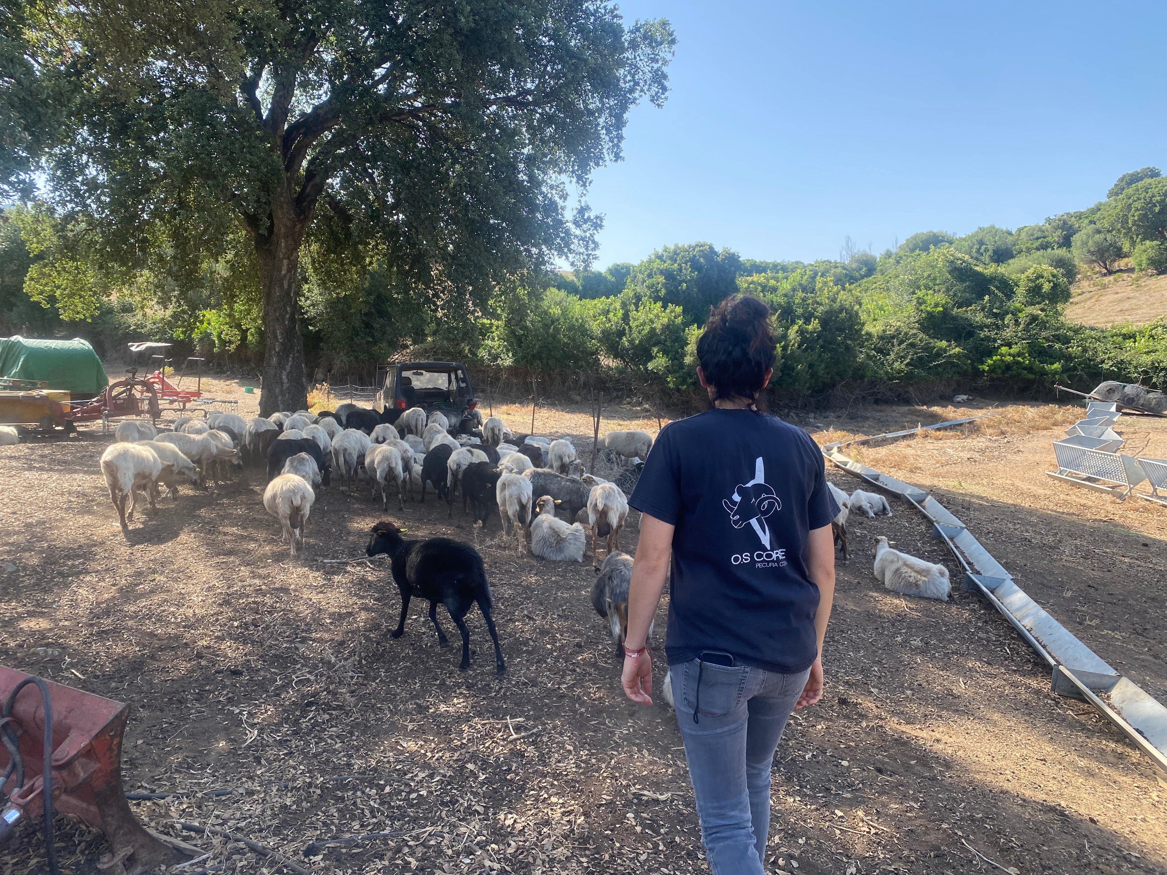 Oletta (Haute-Corse), août 2024. Maria-Petra Jeanne, éleveuse ovine, a déjà perdu 125 brebis sur les 370 bêtes de son troupeau à cause de la fièvre catarrhale. D'autres sont encore malades. LP/Marie Stouvenot