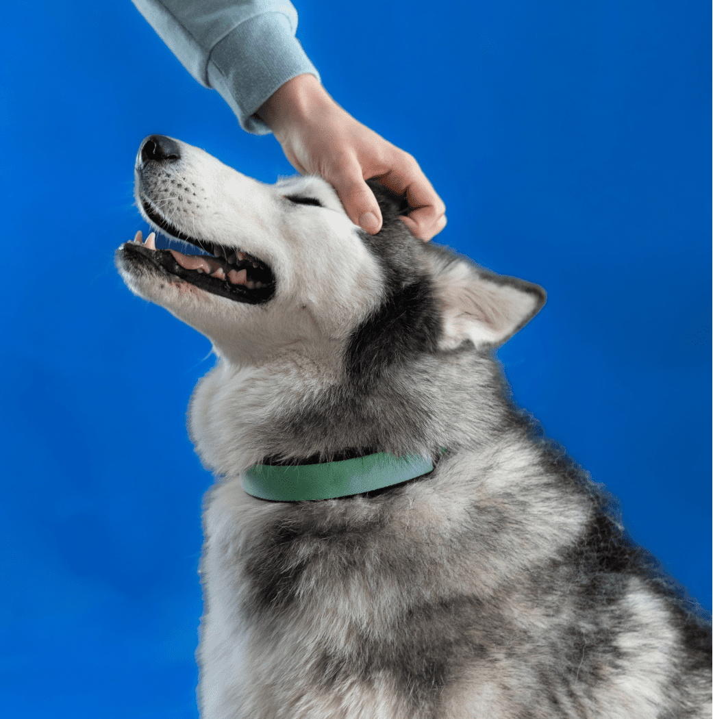 Le Smart Dog Collar est capable de mesurer avec précision le rythme cardiaque et respiratoire d’un chien, tout en surveillant son niveau d’activité et ses habitudes quotidiennes. Invoxia