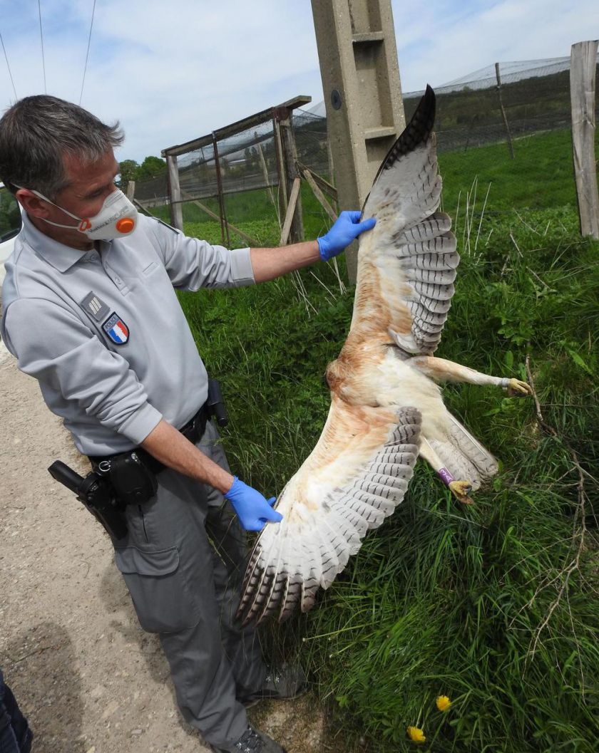 <b></b> Arthies. Le jeune aigle de Bonelli a été retrouvé mort par les agents de l’Office français de la biodiversité.